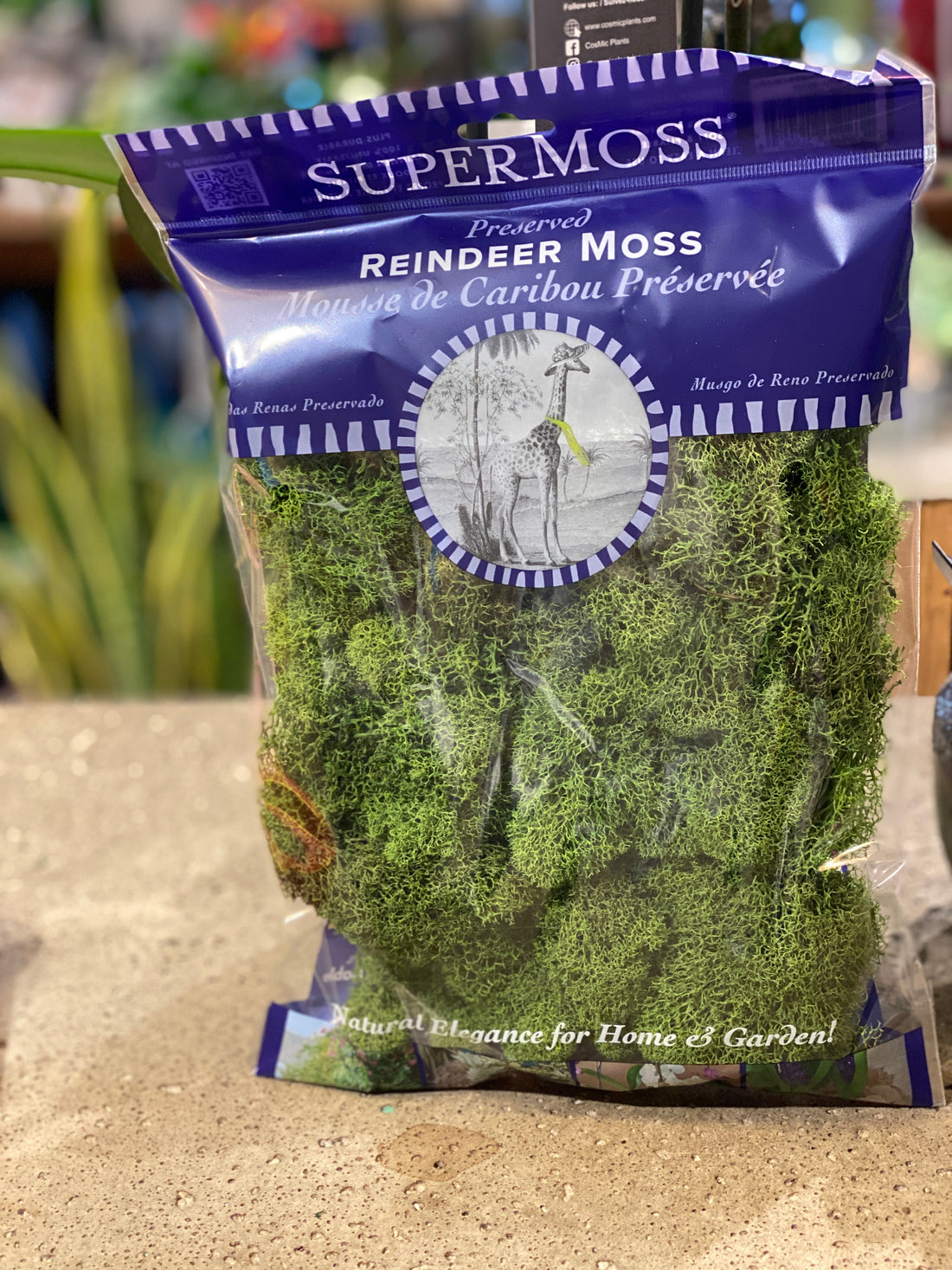 Reindeer Moss Basil (Preserved)