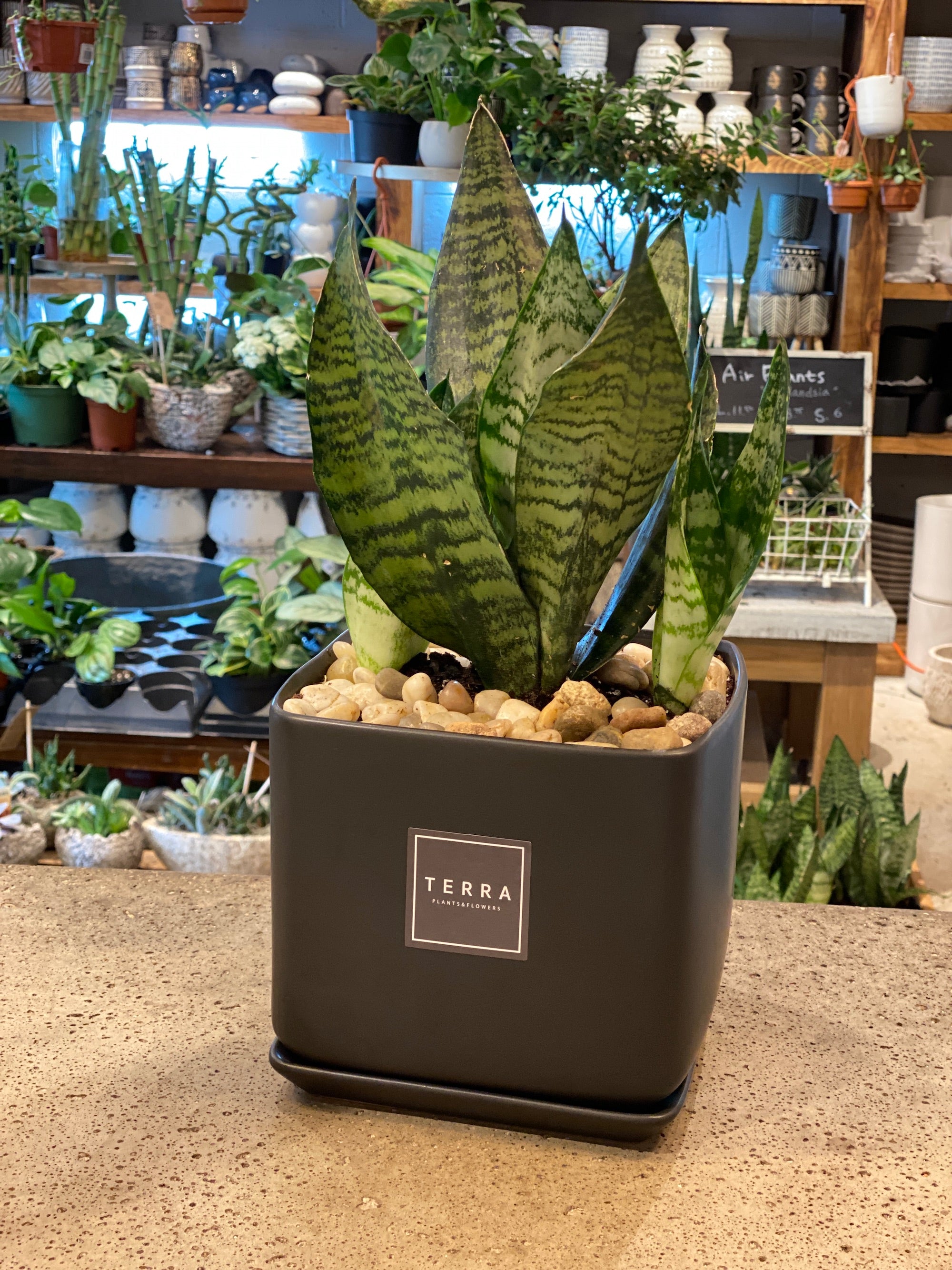 Sansevieria in Black modern pot
