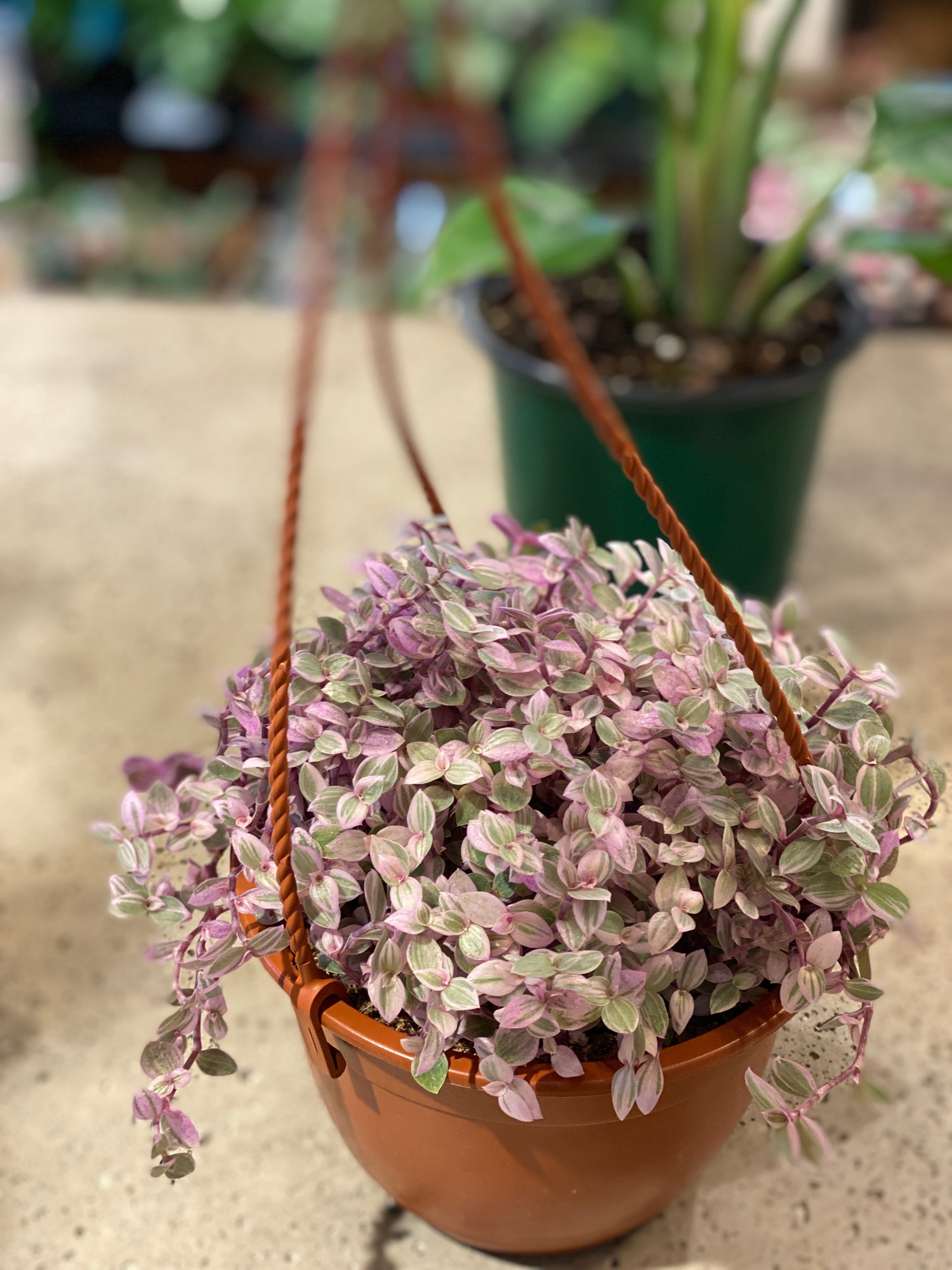 Calisia pink lady