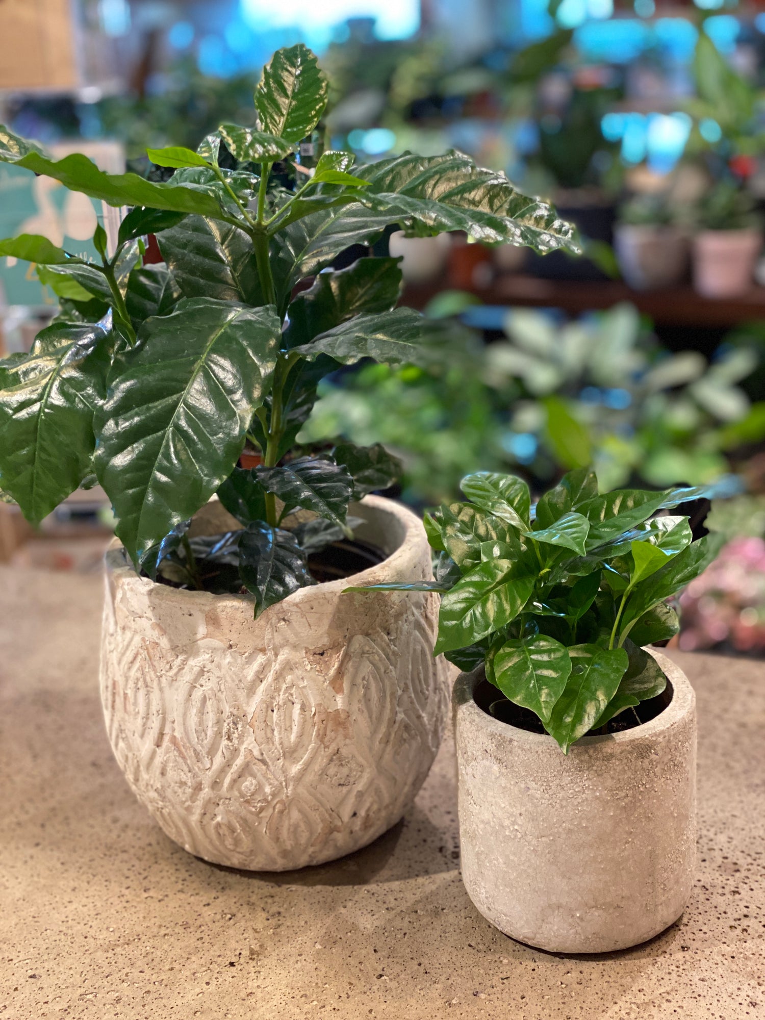 Coffee arabica Plant