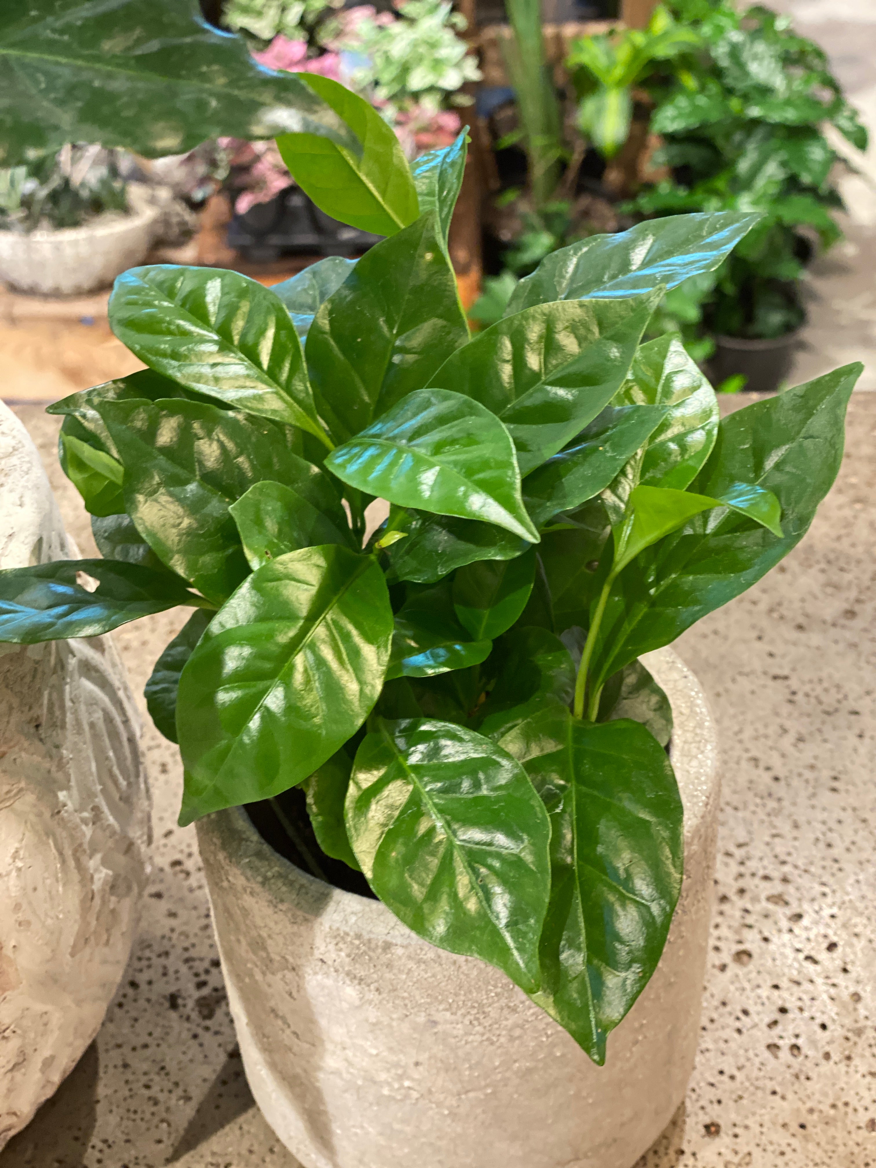 Coffee arabica Plant