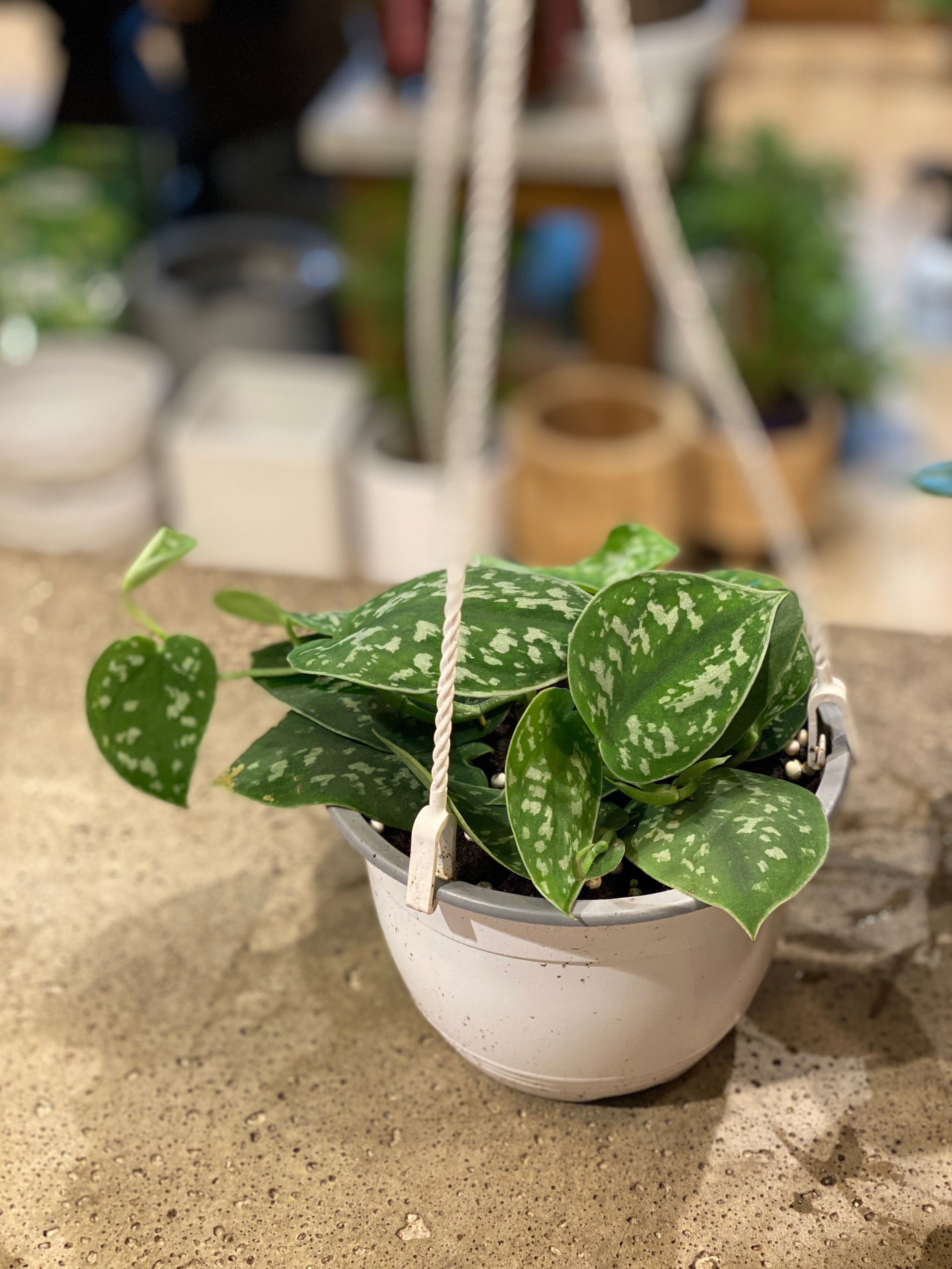 Scindapsus Pictus plants