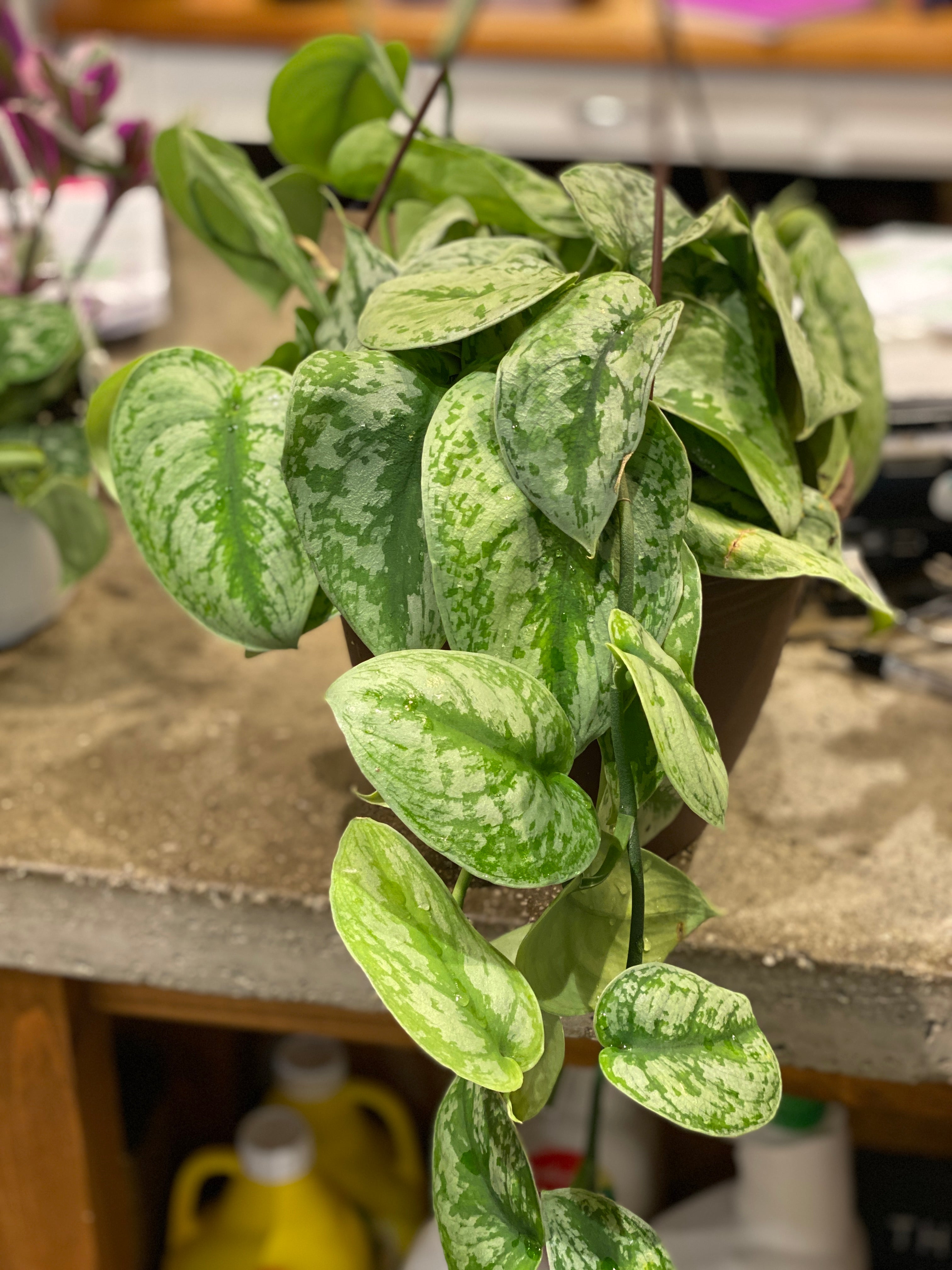 Scindapsus Pictus plants
