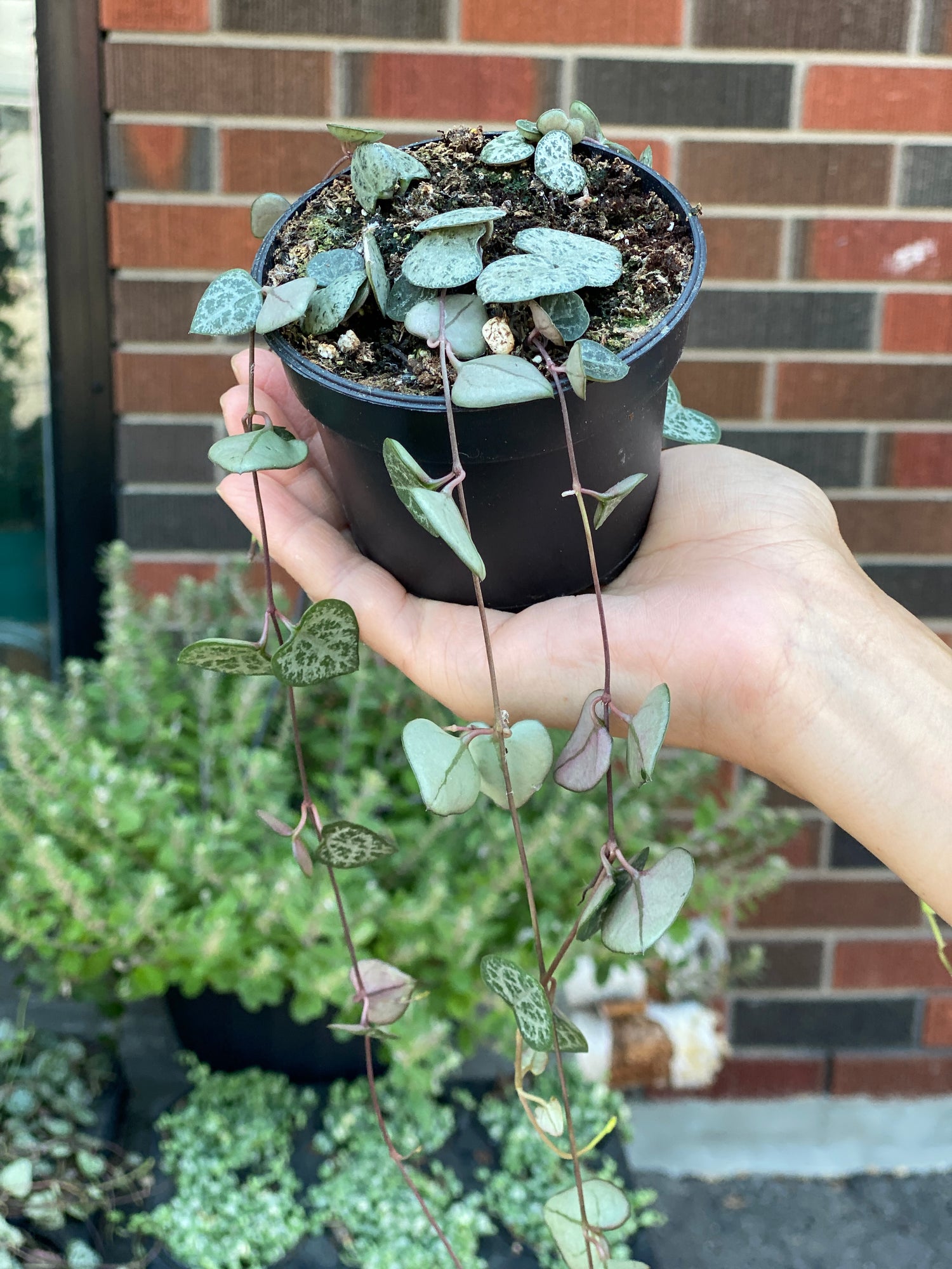 String of Hearts