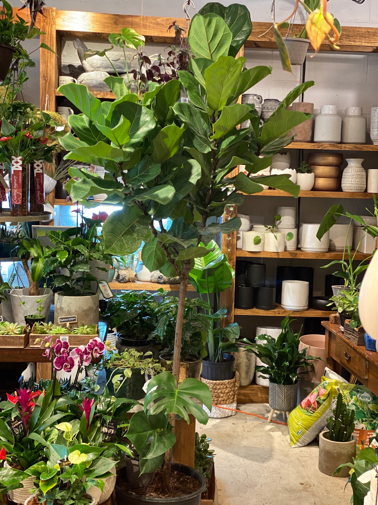 Ficus Lyrata Standard Fiddle leaf fig tree