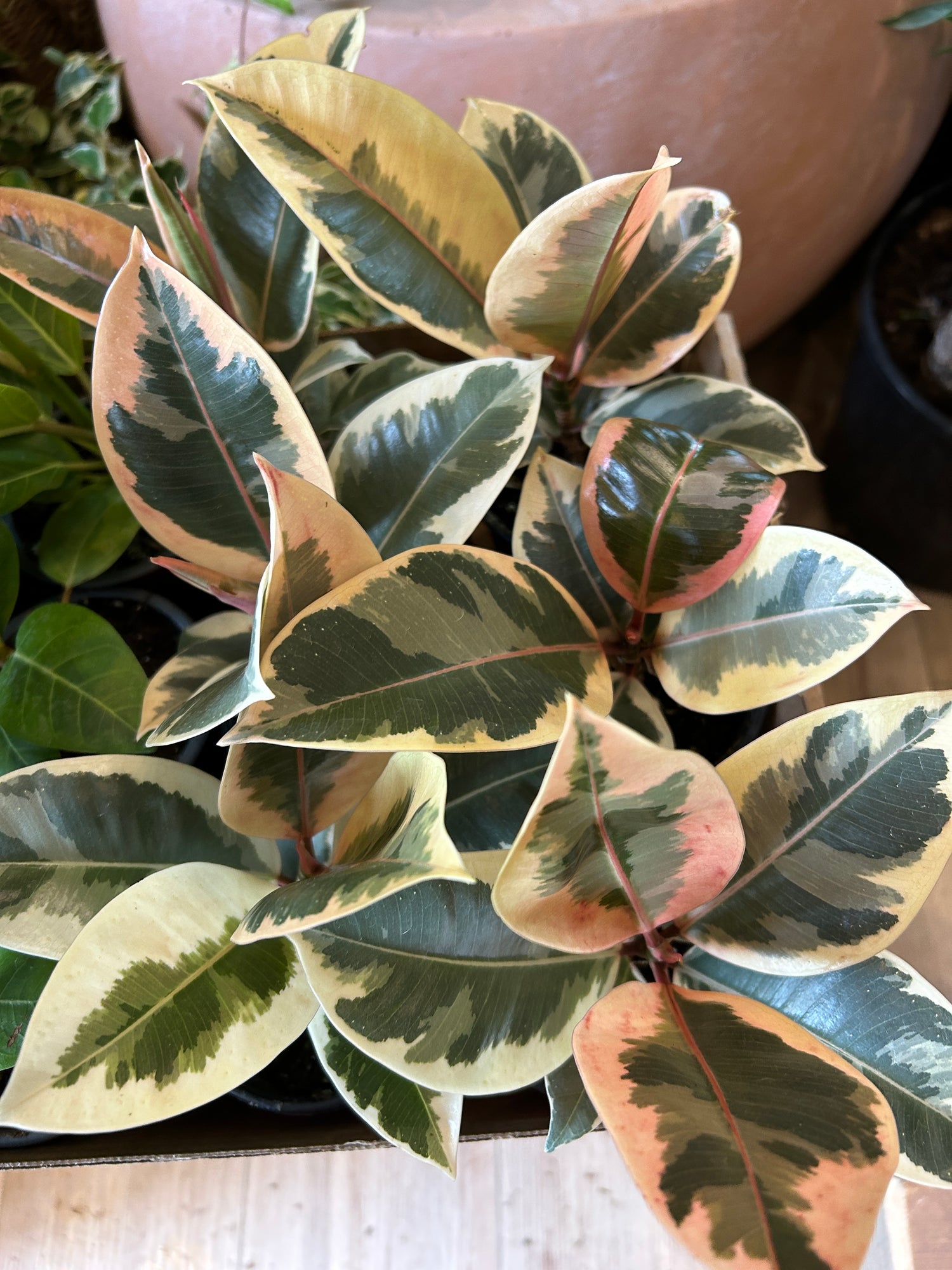 Ficus Elastica Rubber Plant