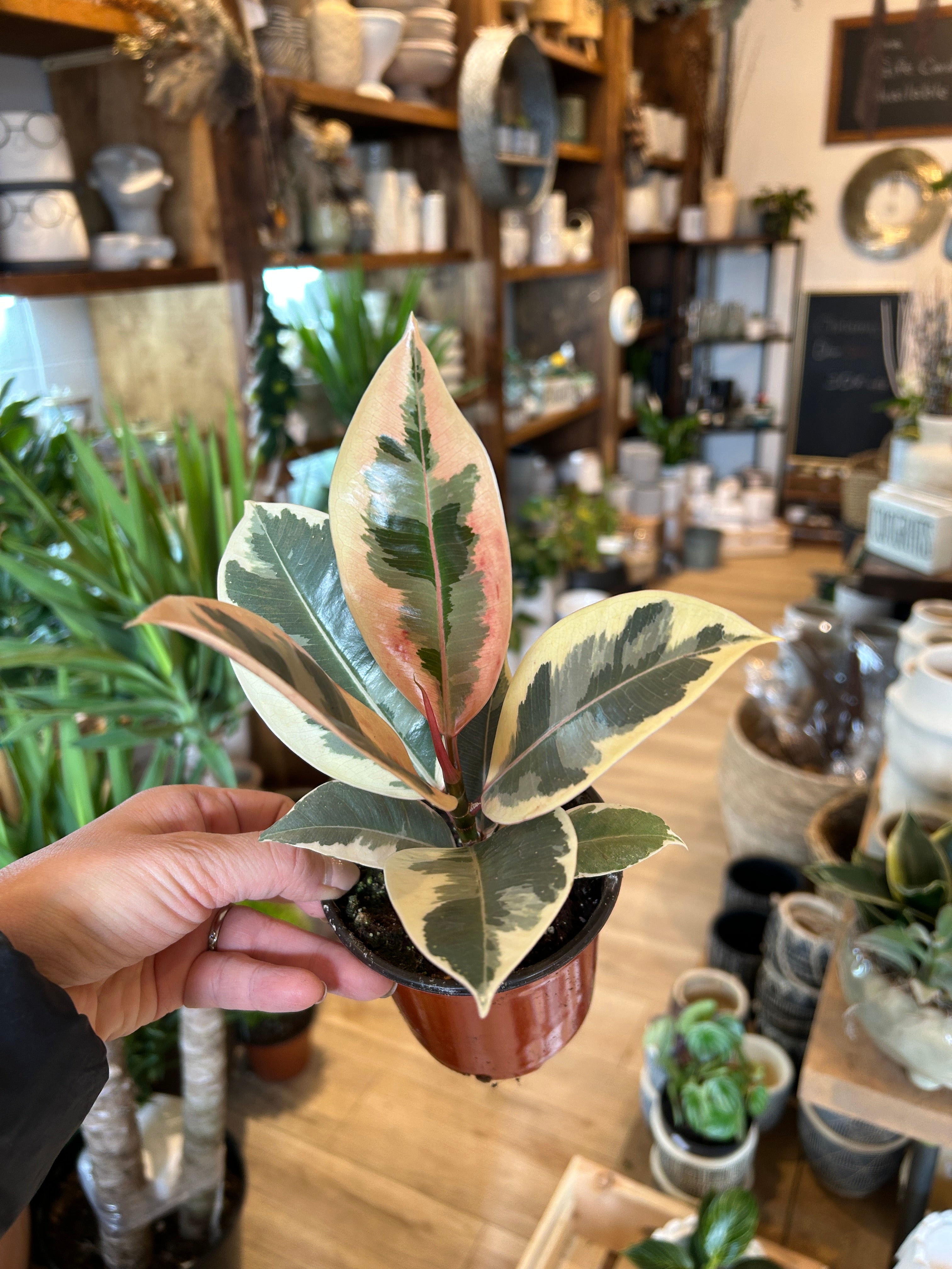 hybrid rubber tree Ficus Elastica Rubber Plant