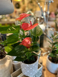 Anthurium