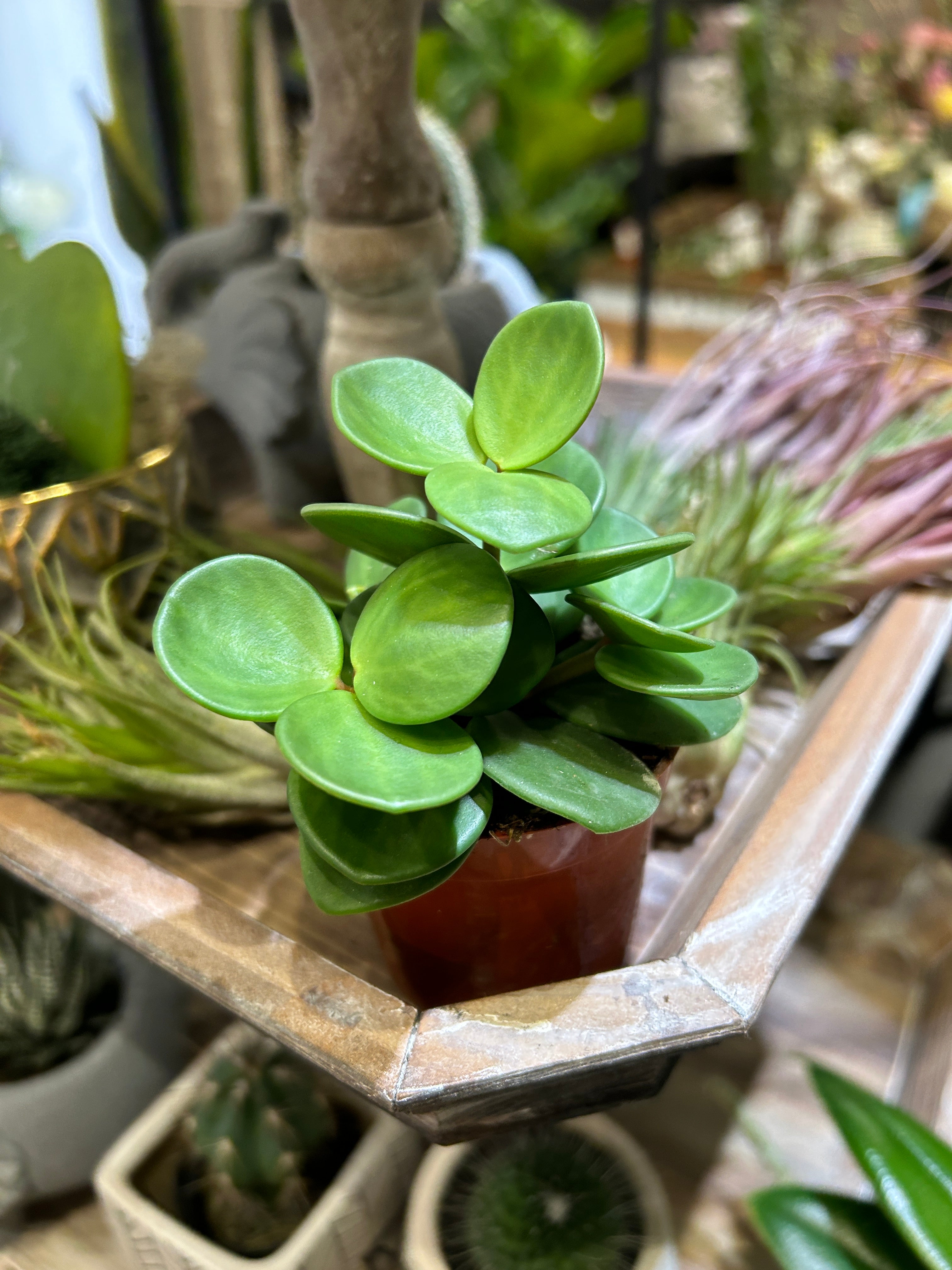 Peperomia Hope