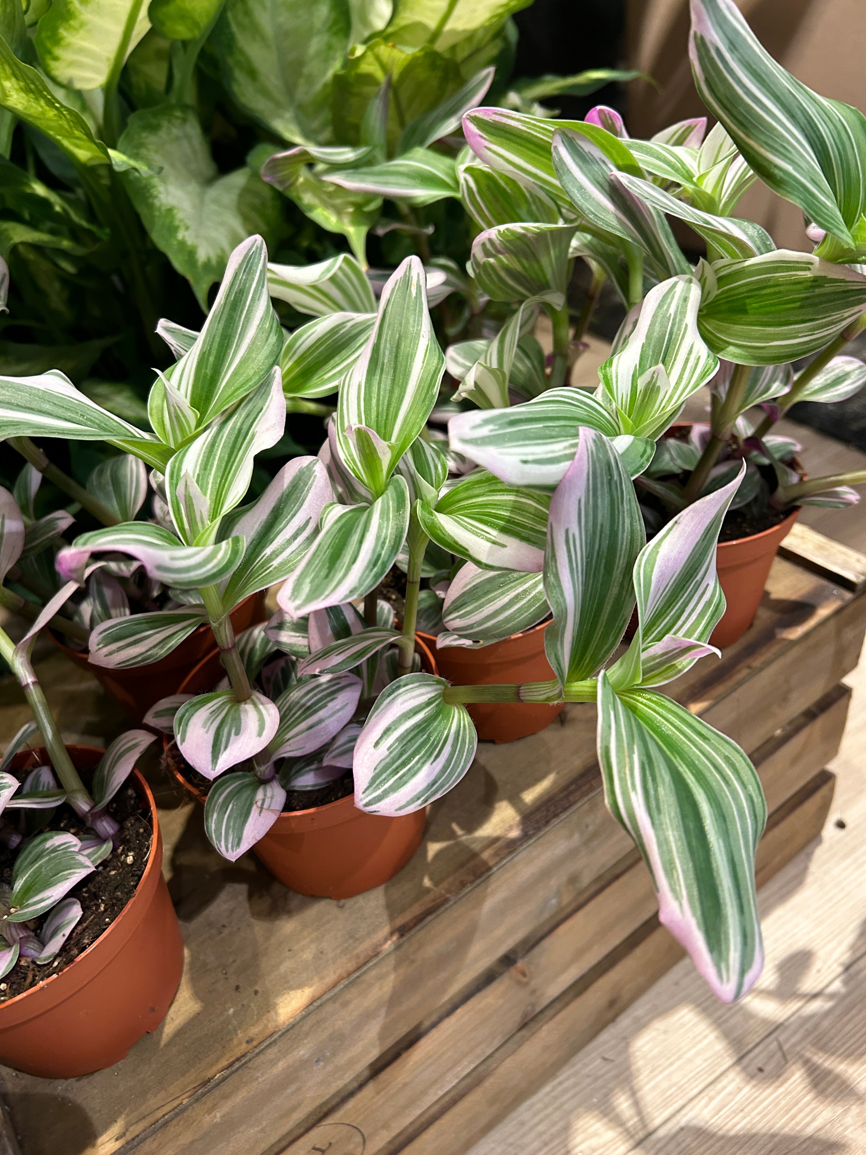 Tradescantia Nanouk (or Bubblegum)