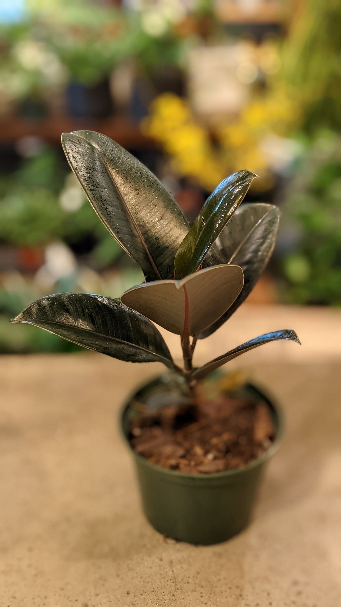 Ficus Burgundy
