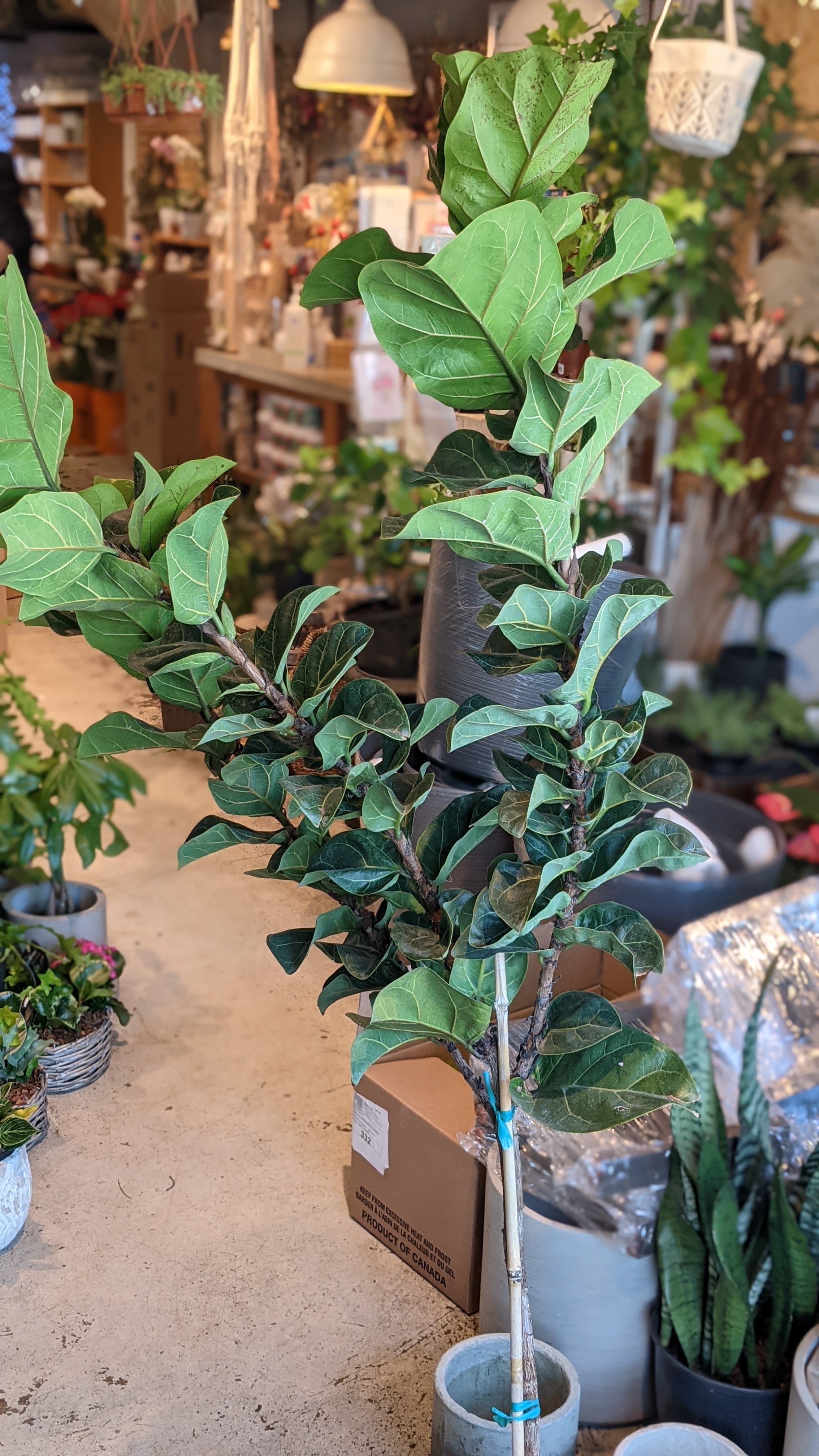 Ficus Lyrata Compacta