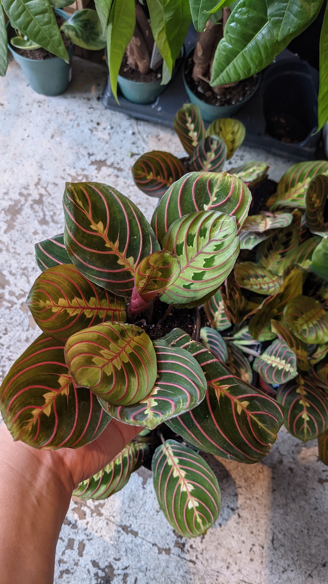 Prayer Plant(Maranta leuconeura) various sizes