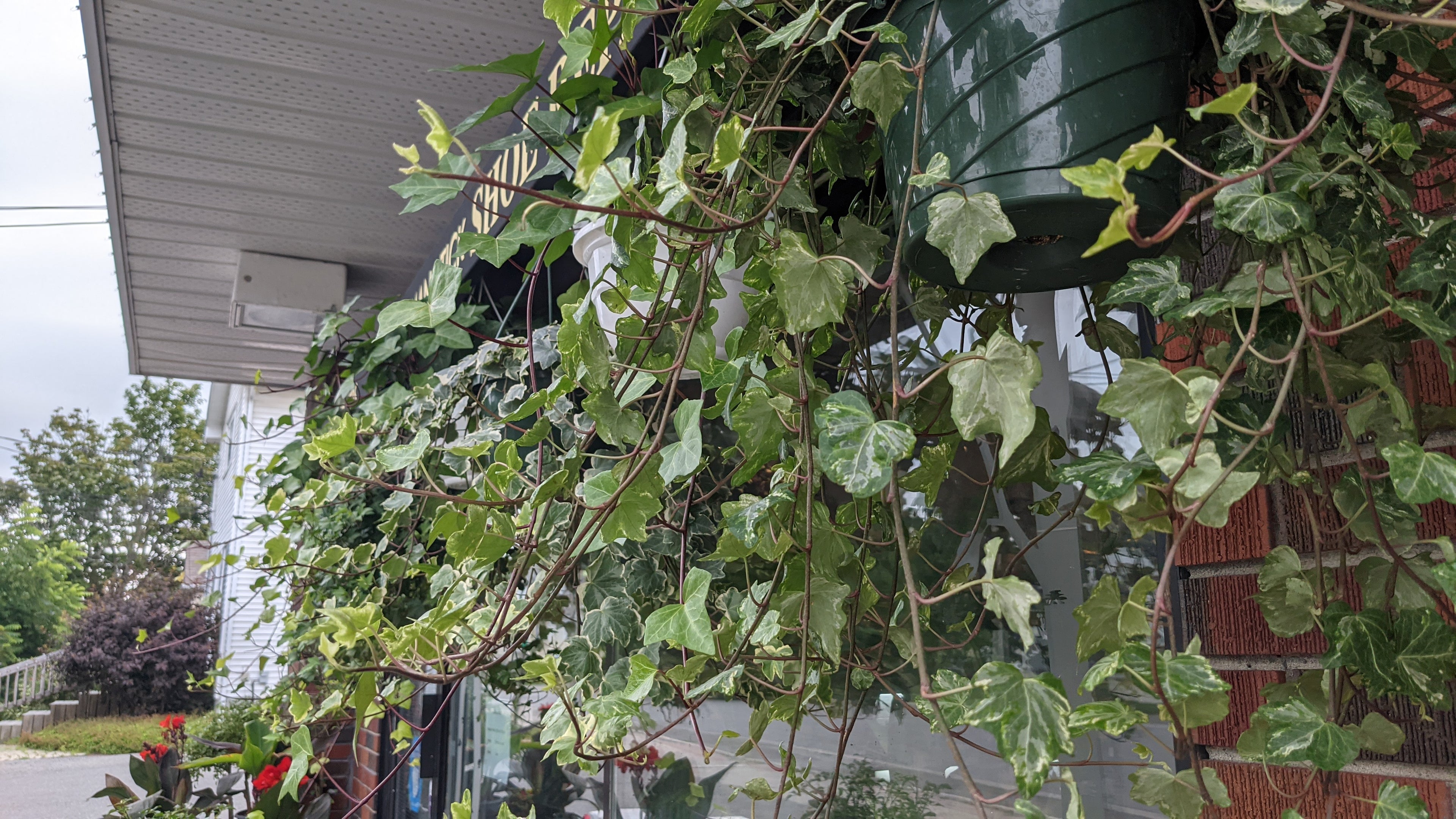 Ivy assorted