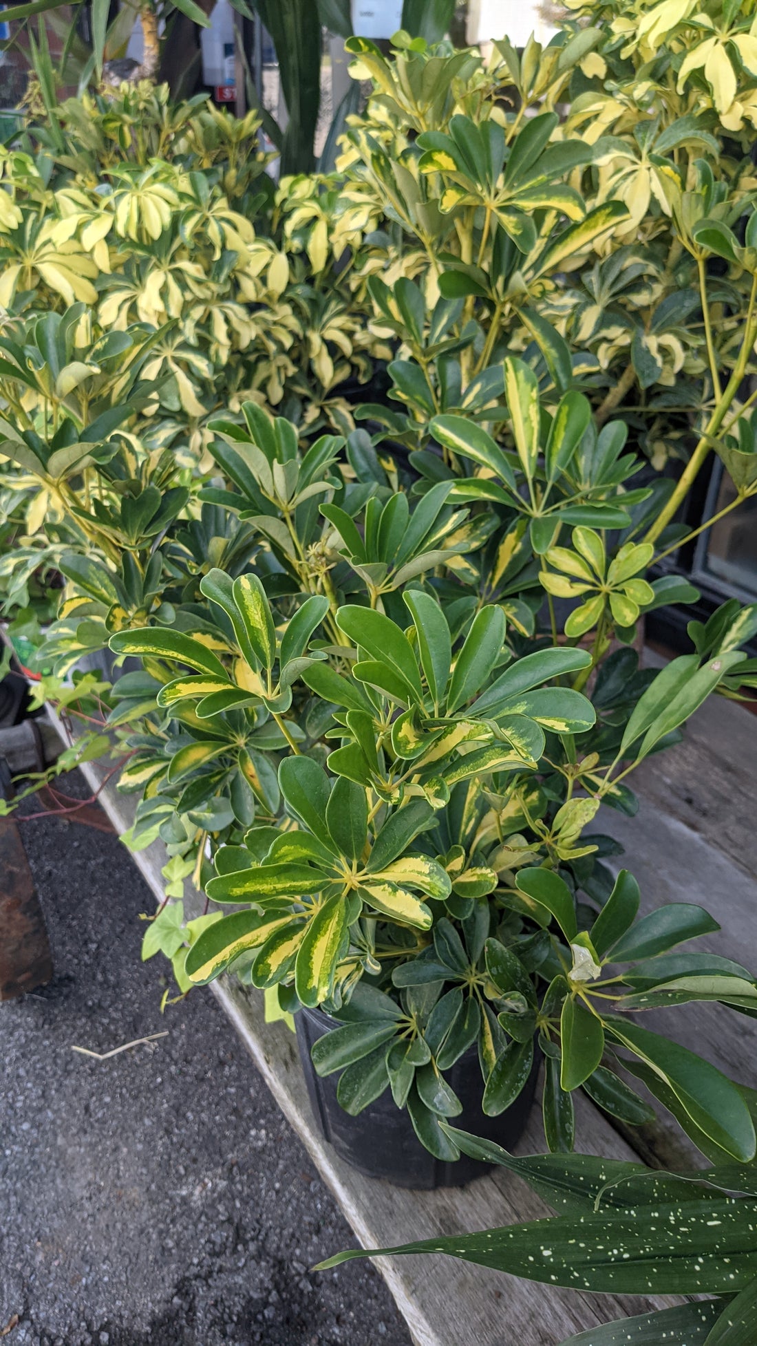 10" Schefflera Arboricola
