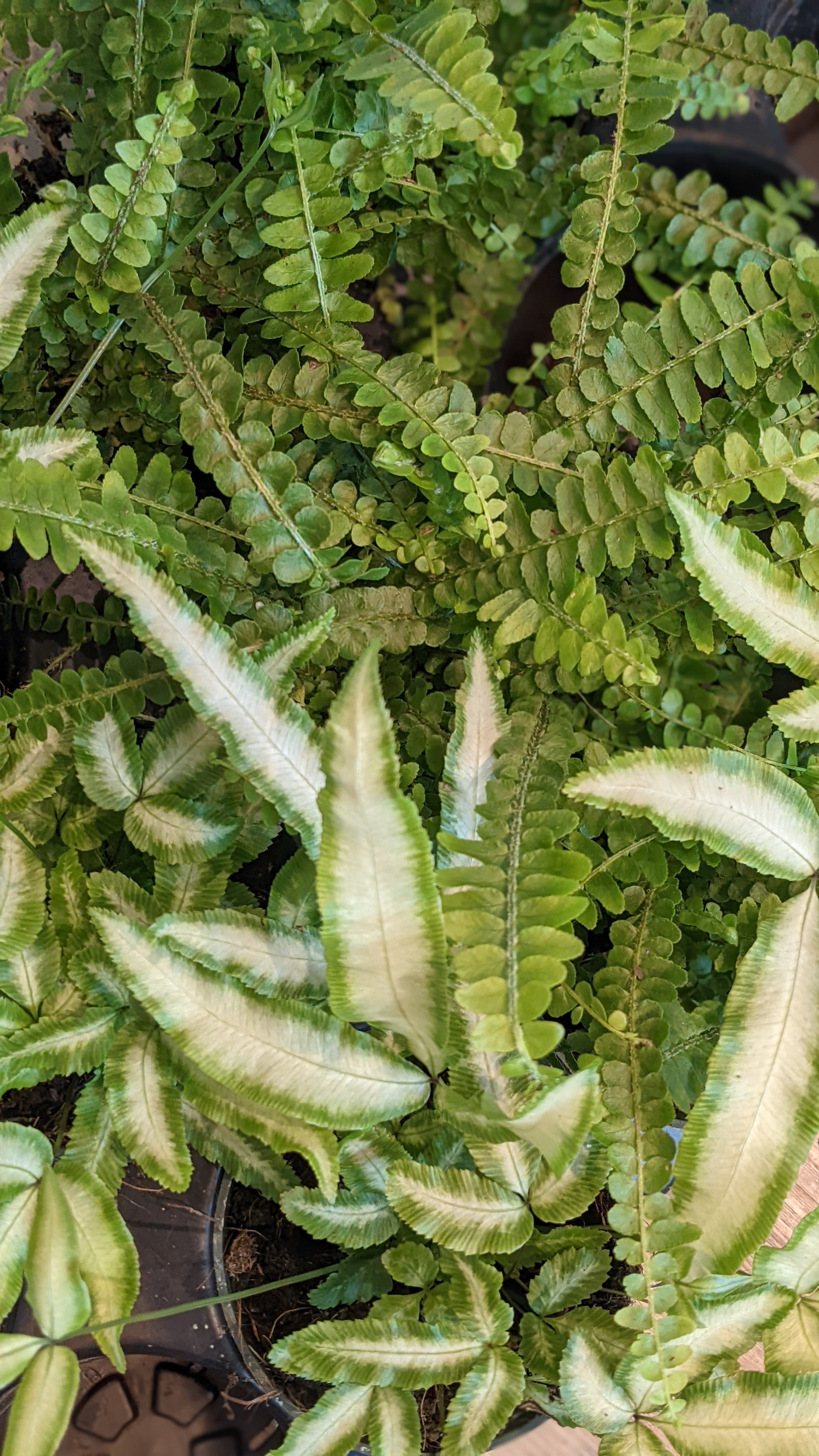 Assorted ferns 4" pot
