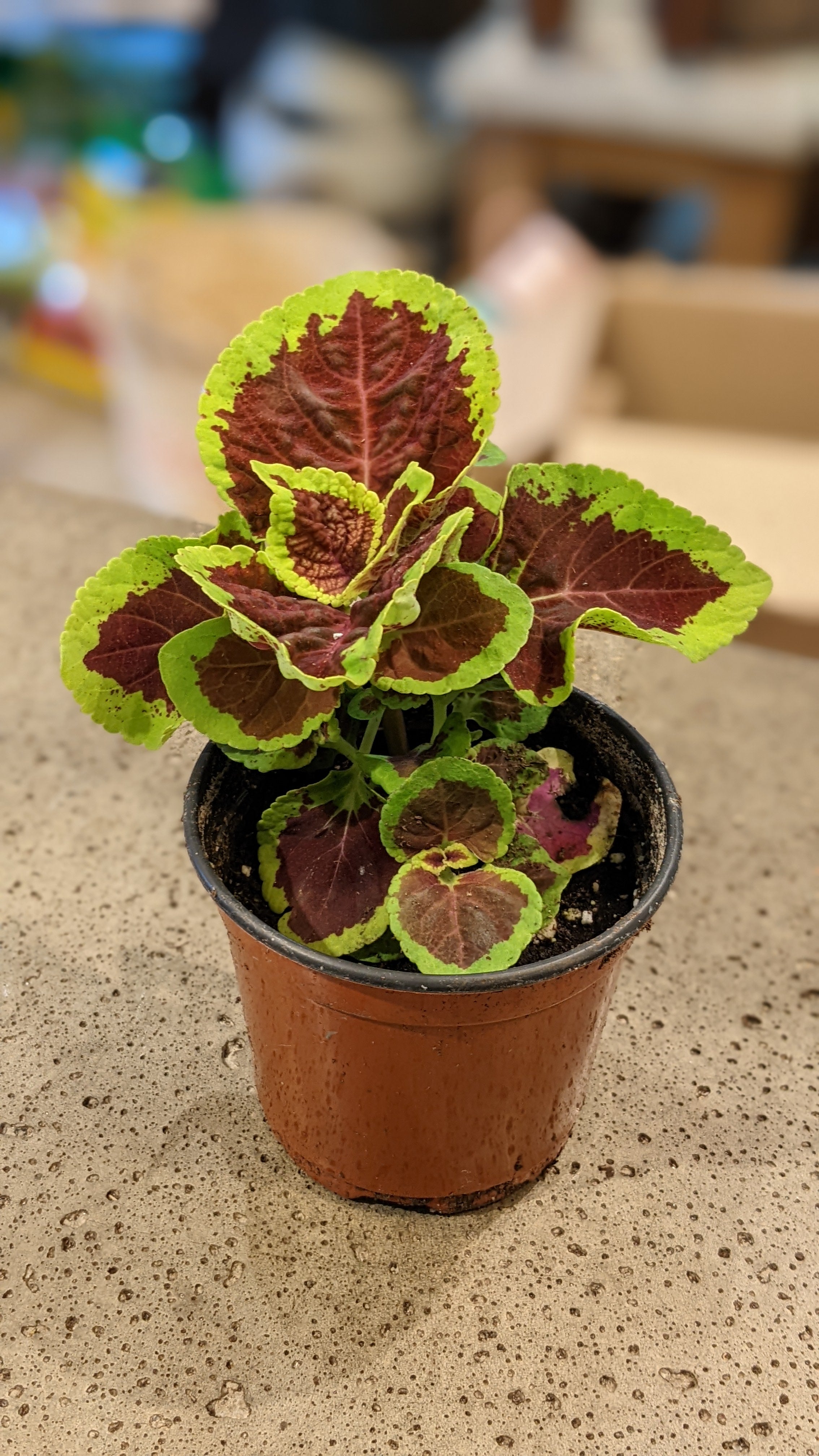 4.5" Coleus Kong