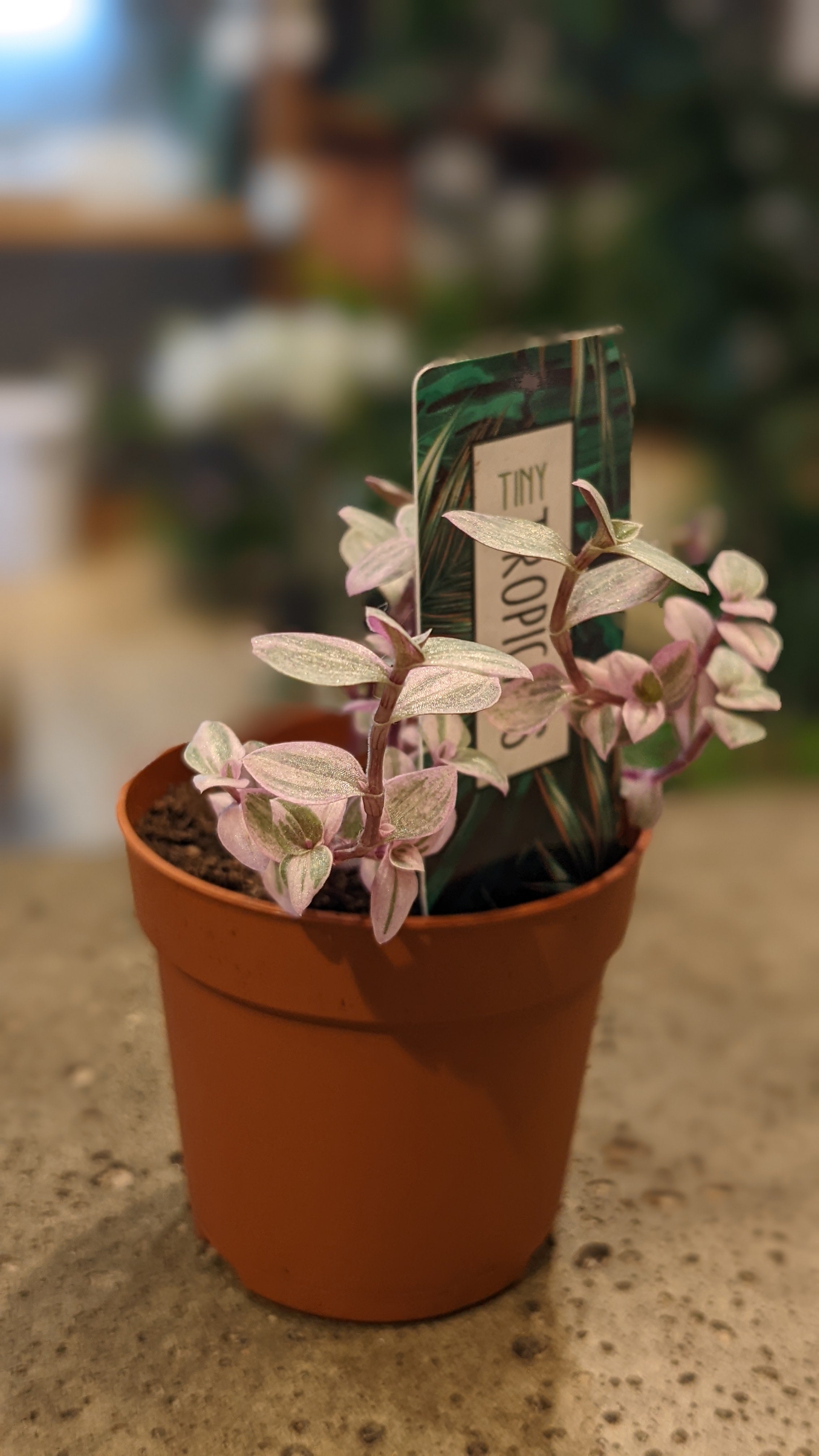 Calisia pink lady