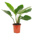 Philodendron Imperial