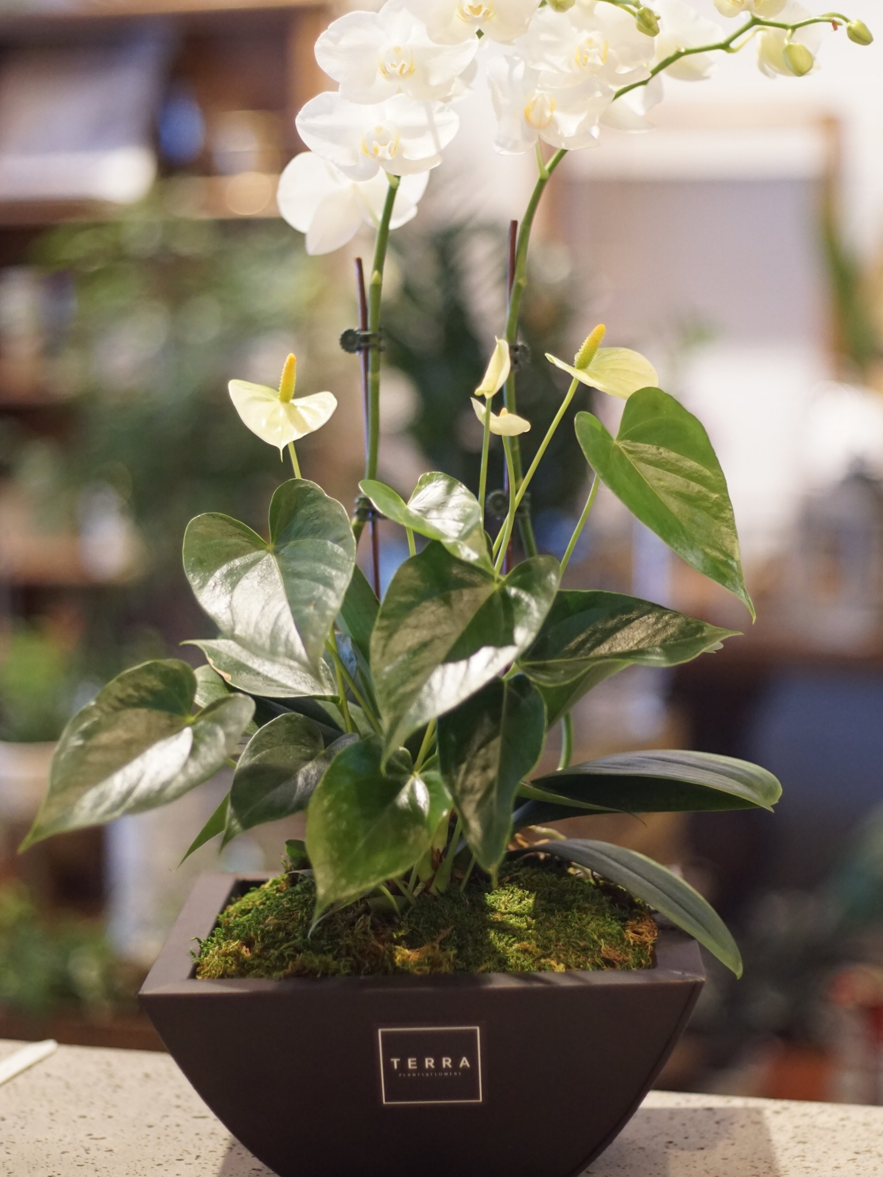 Orchid & Anthurium