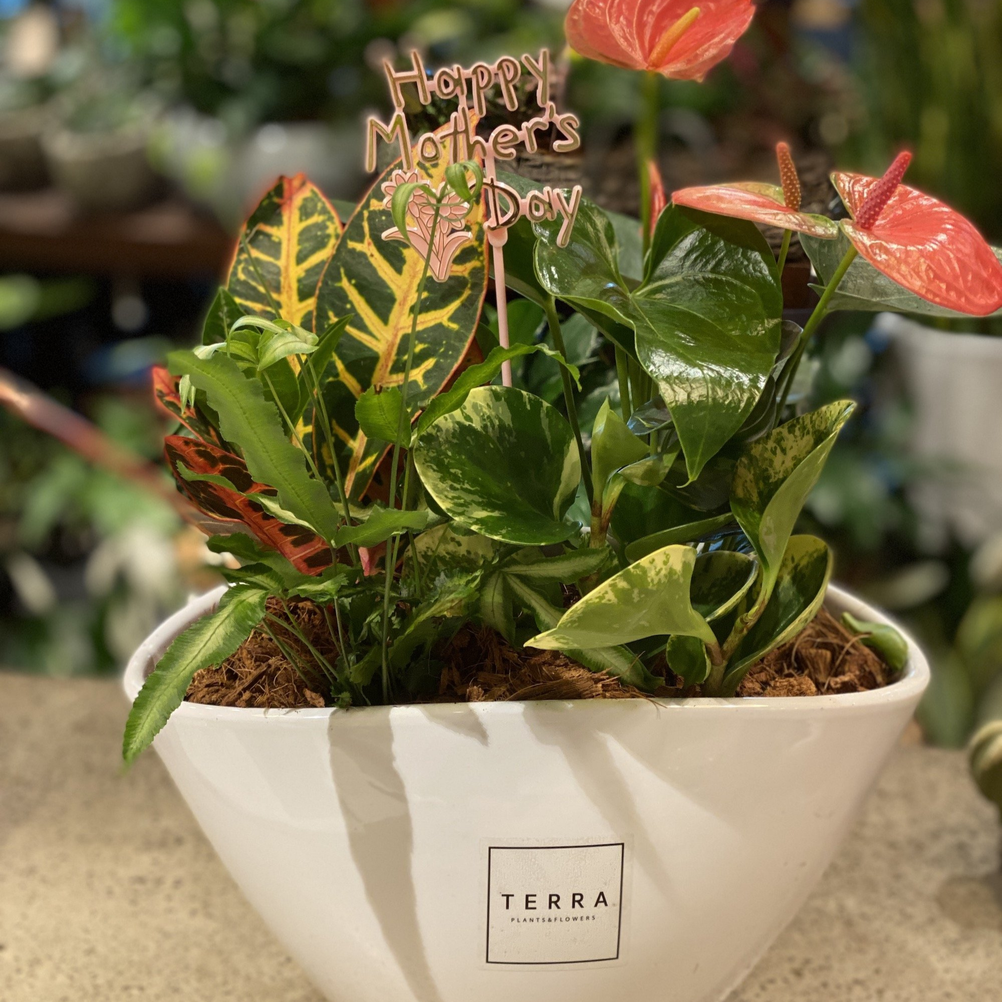Large Eillen Planter