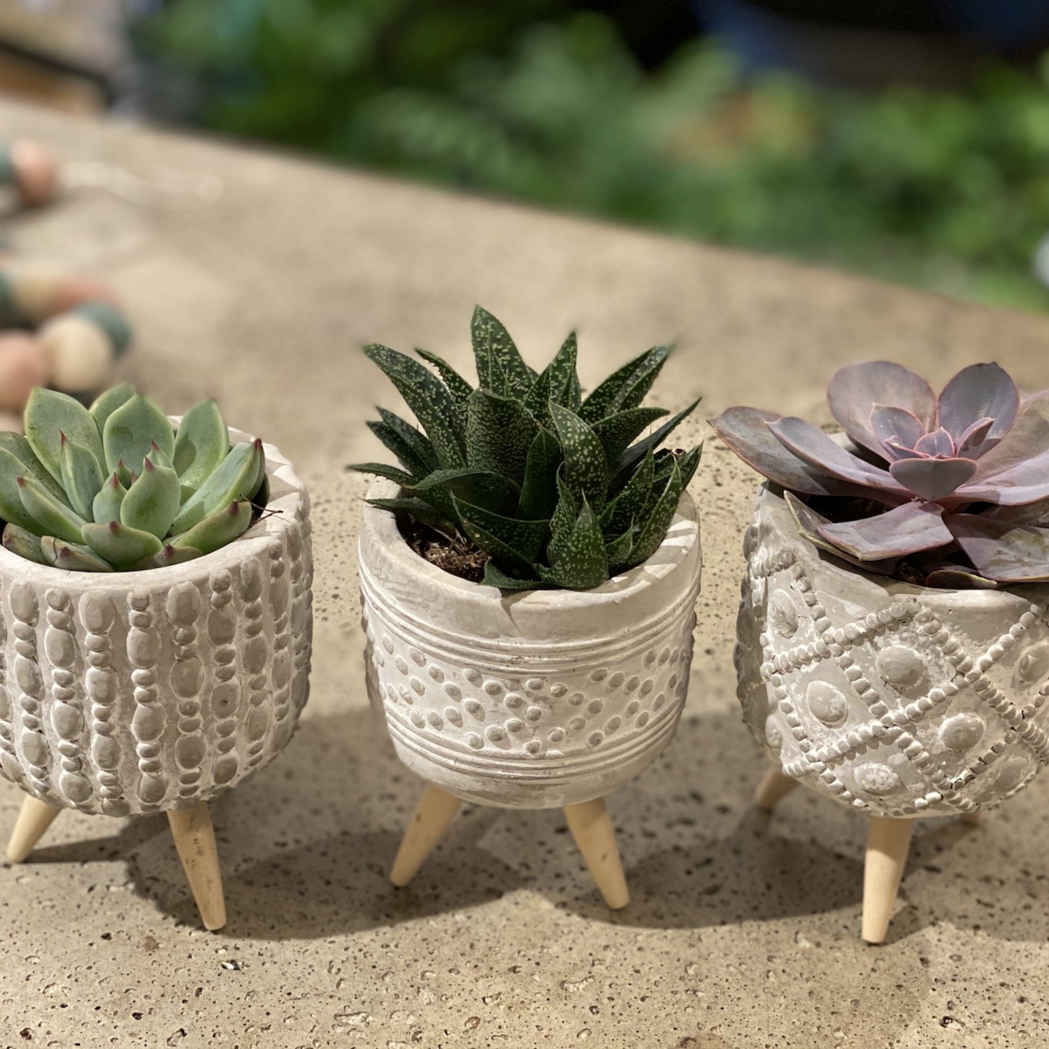 A Delightful Succulent Trio