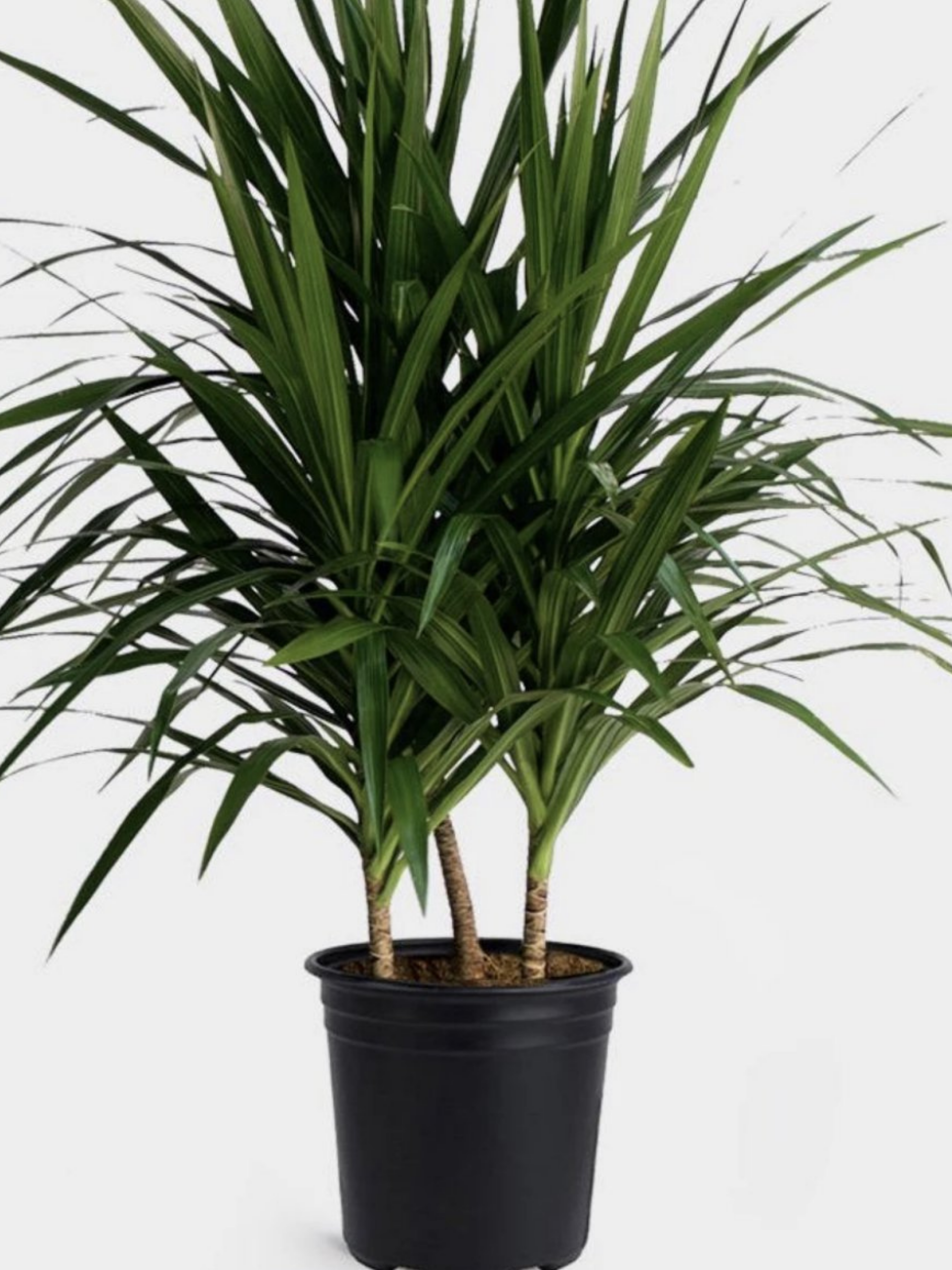 10" Dracaena Marginata Bush