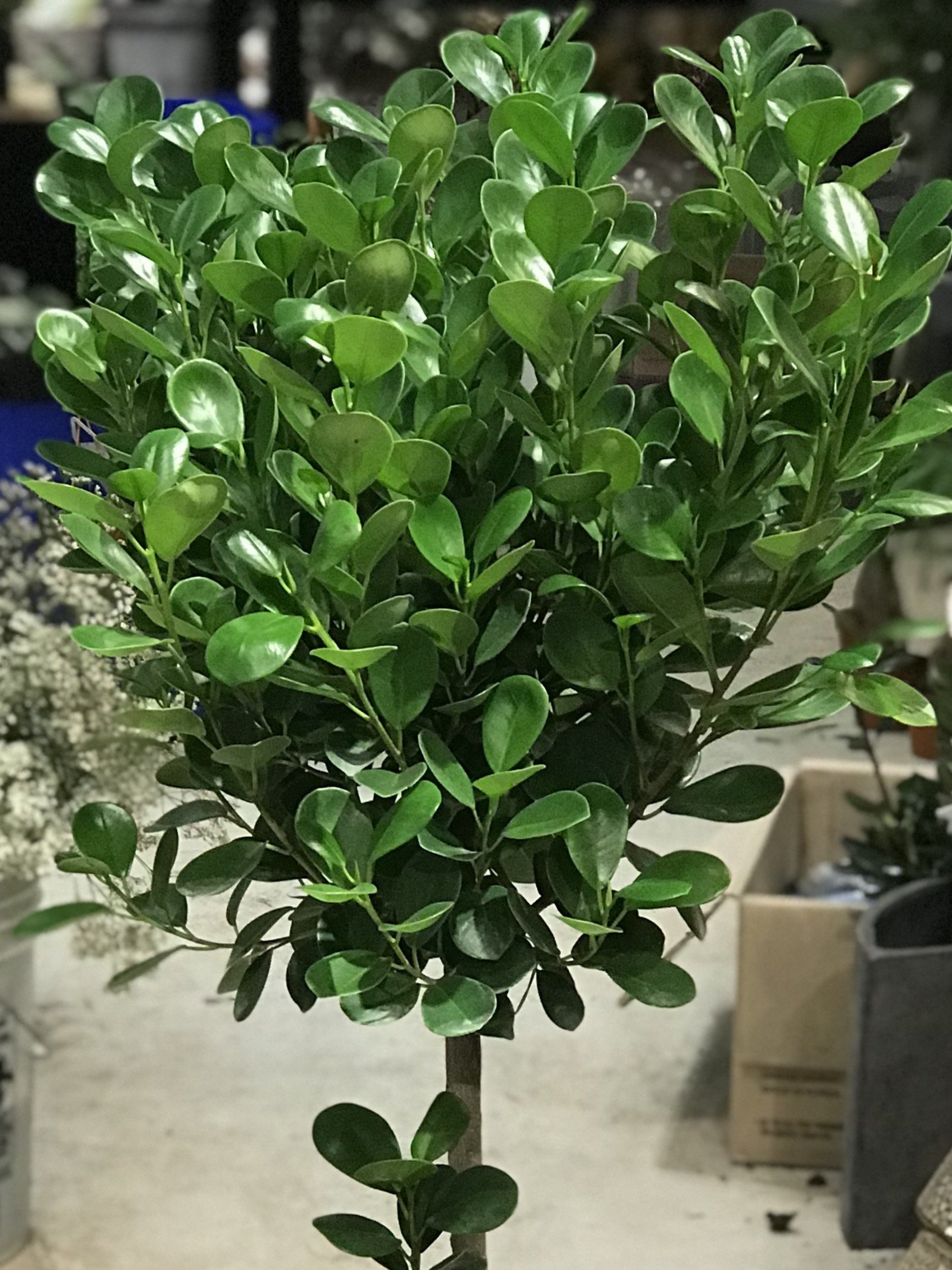 10" Ficus Moclame (Ficus microcarpa)