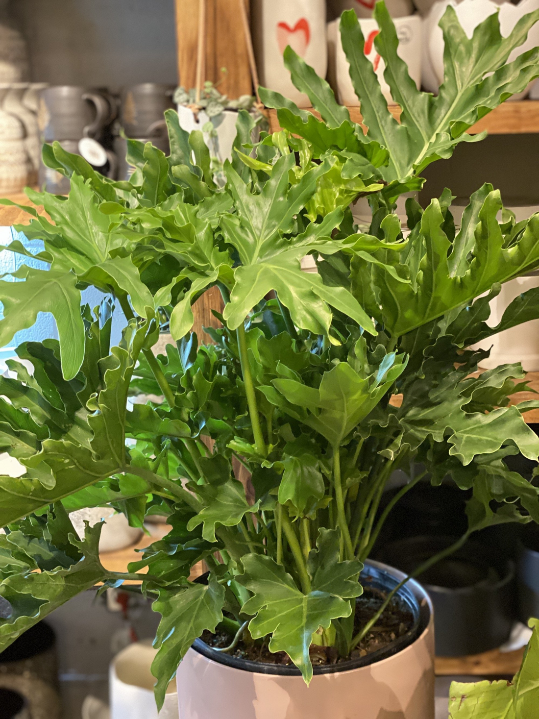 Philodendron Selloum Hope
