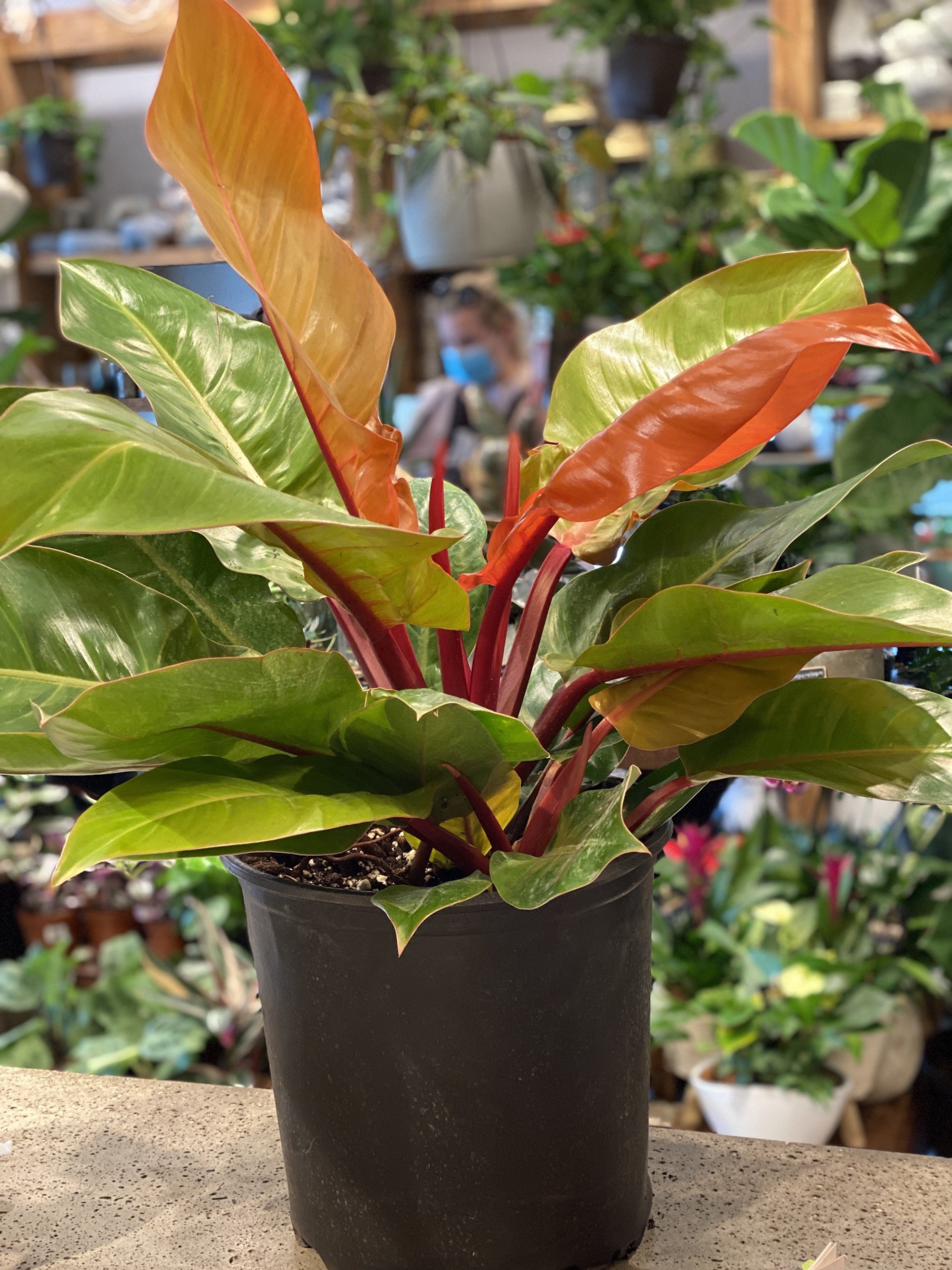 10" Pot Philodendron Prince of Orange