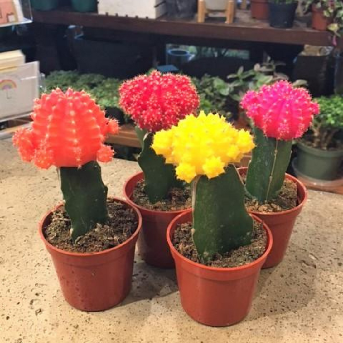 2.5" Moon Cactus