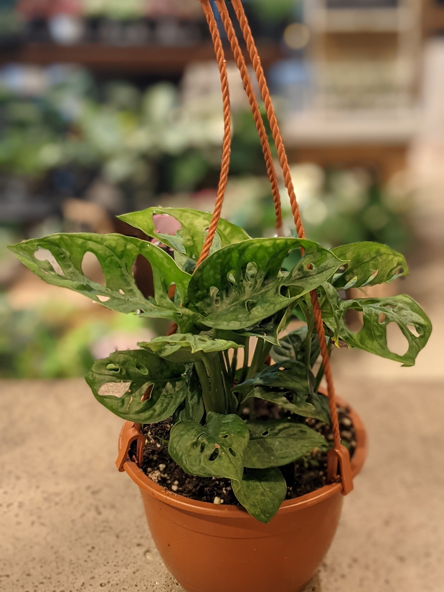 6" Monstera Adansonii (Swiss cheese vine)