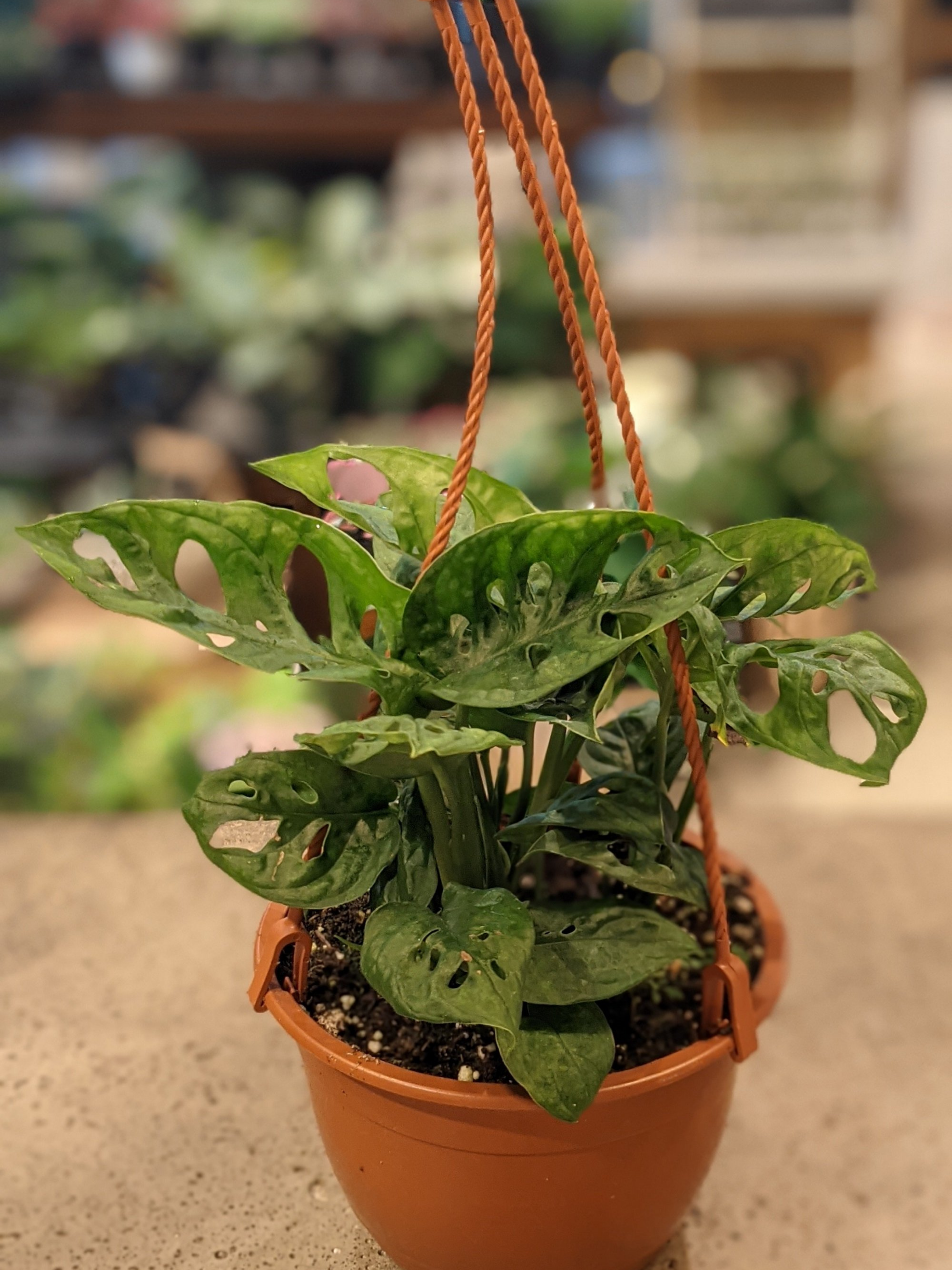6" Monstera Adansonii (Swiss cheese vine)