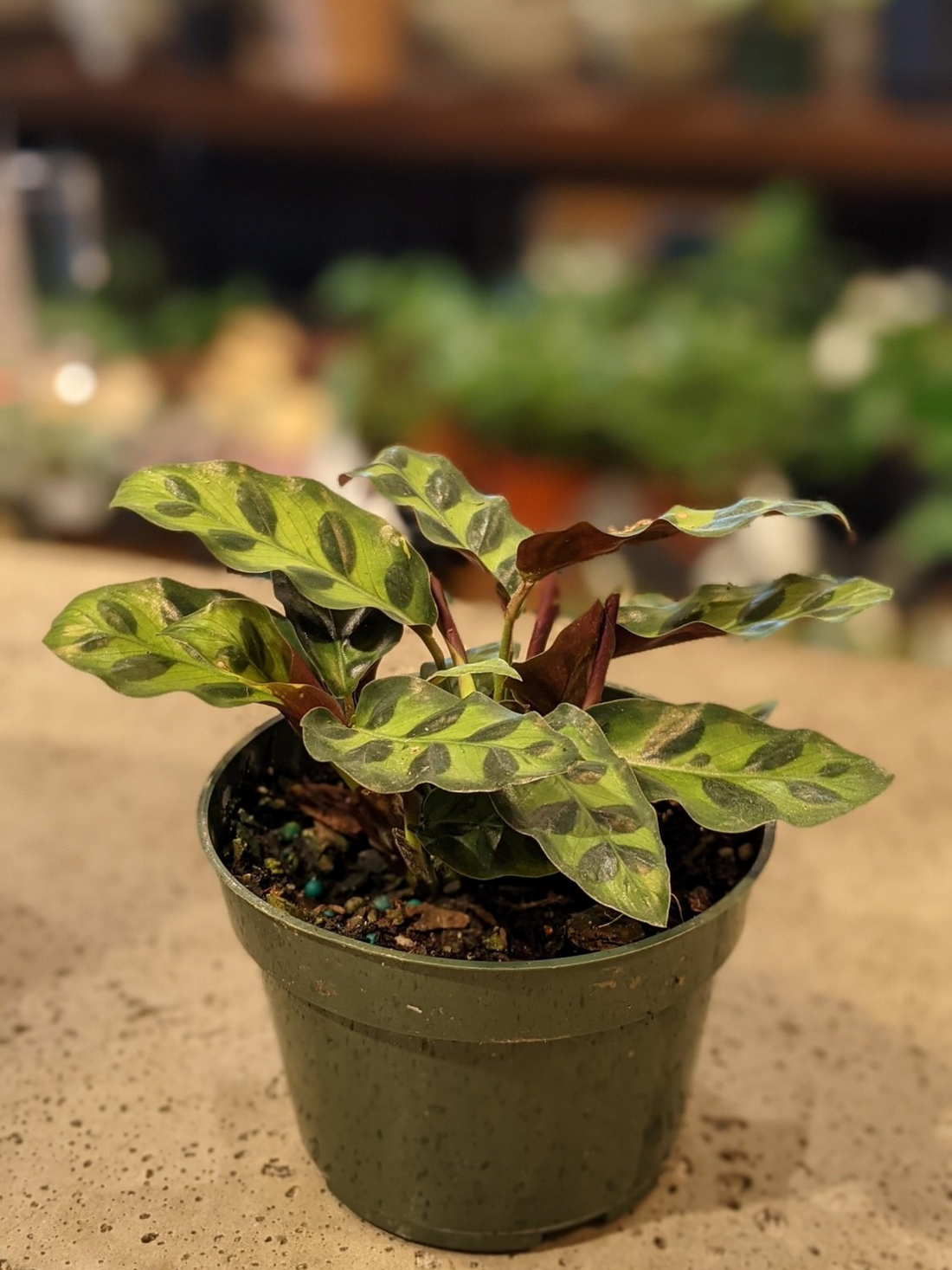 Calathea Rattlesnake