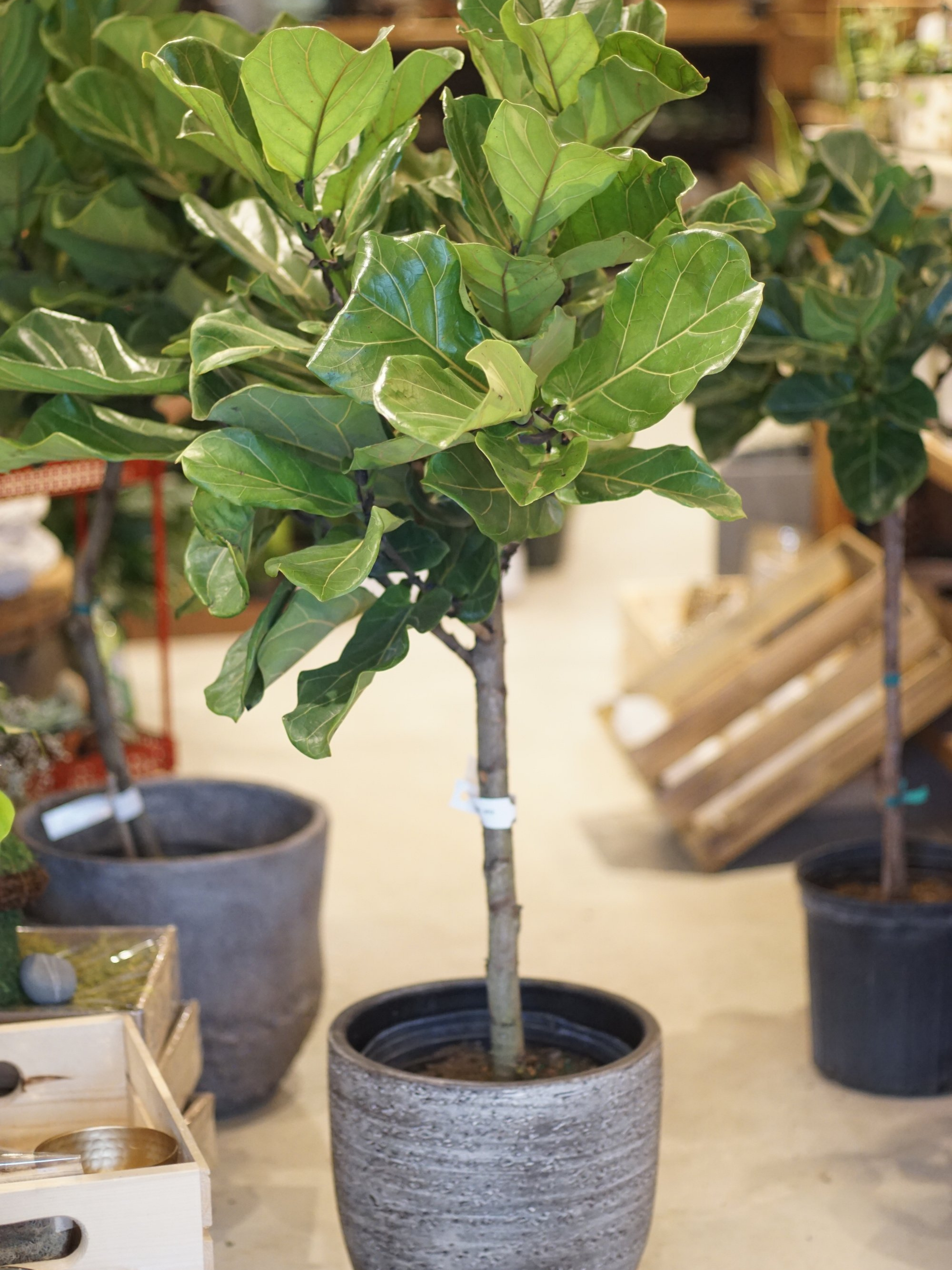 Ficus Lyrata Standard Fiddle leaf fig tree