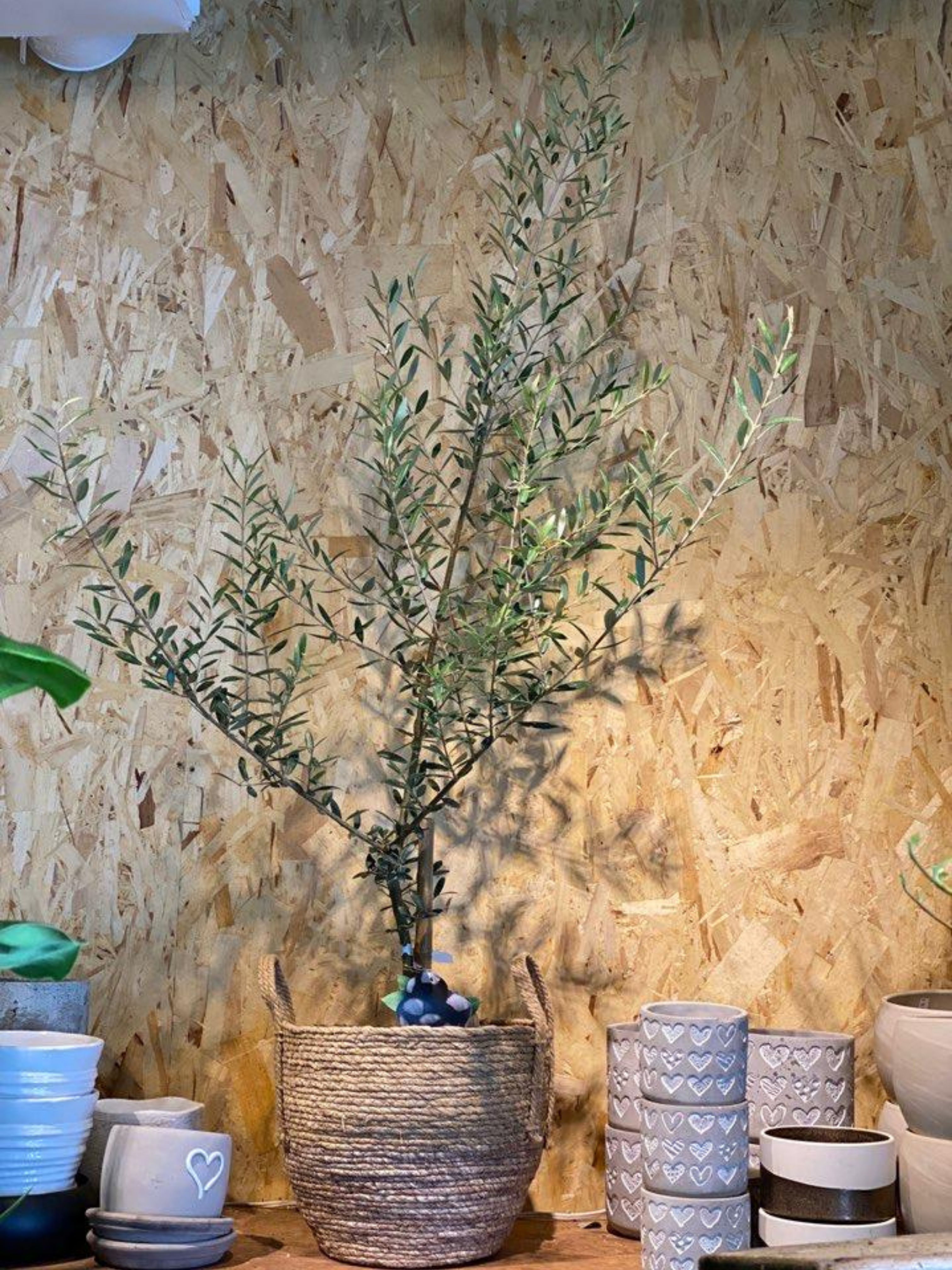 Olive Tree