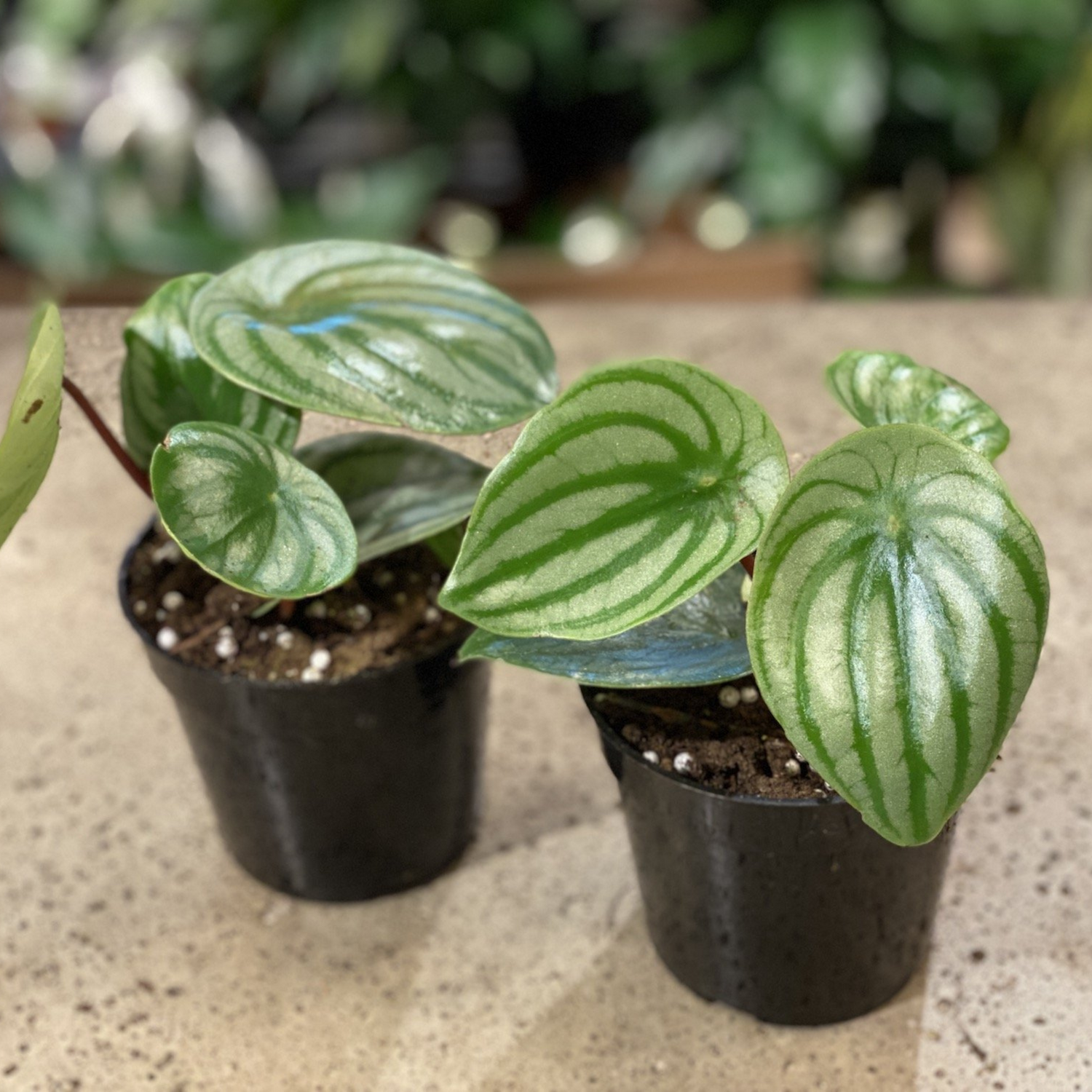 Peperomia Watermelon