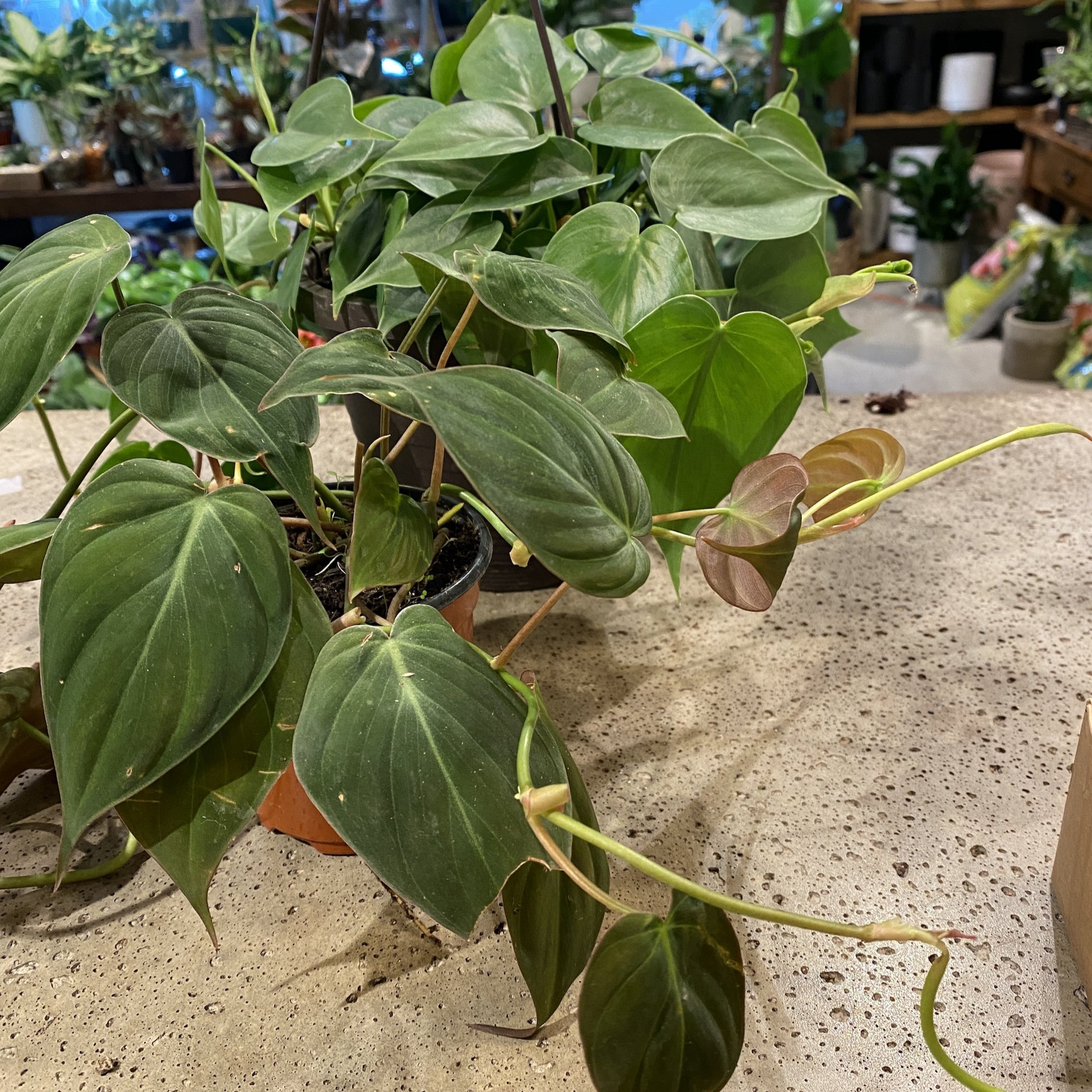 Philodendron Micans