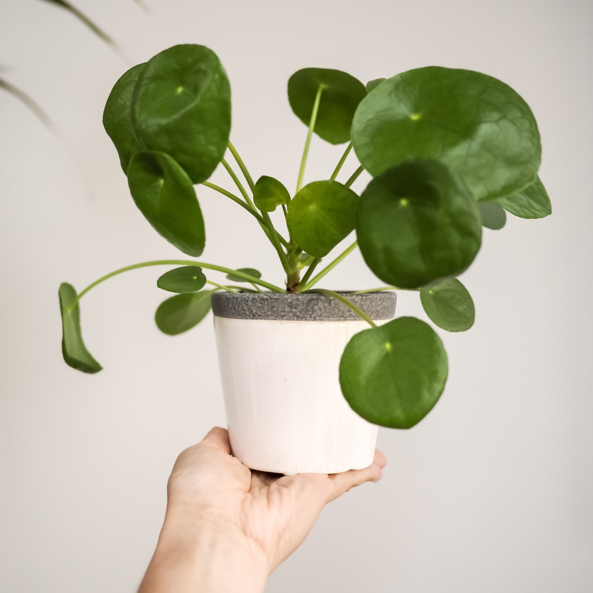 chinese money plant canada Pilea peperomioides (Chinese Money plant)