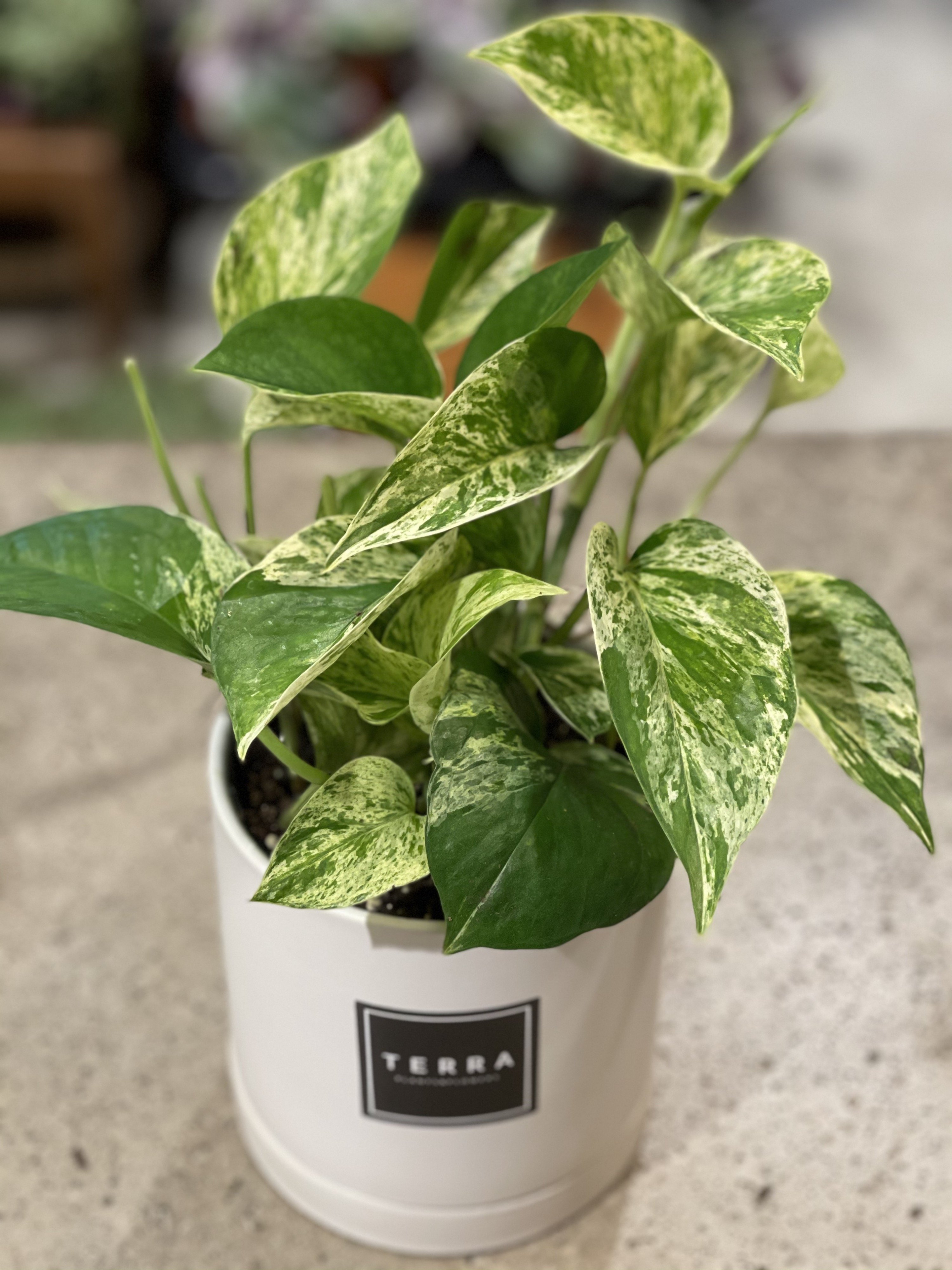 Pothos (Various Sizes)