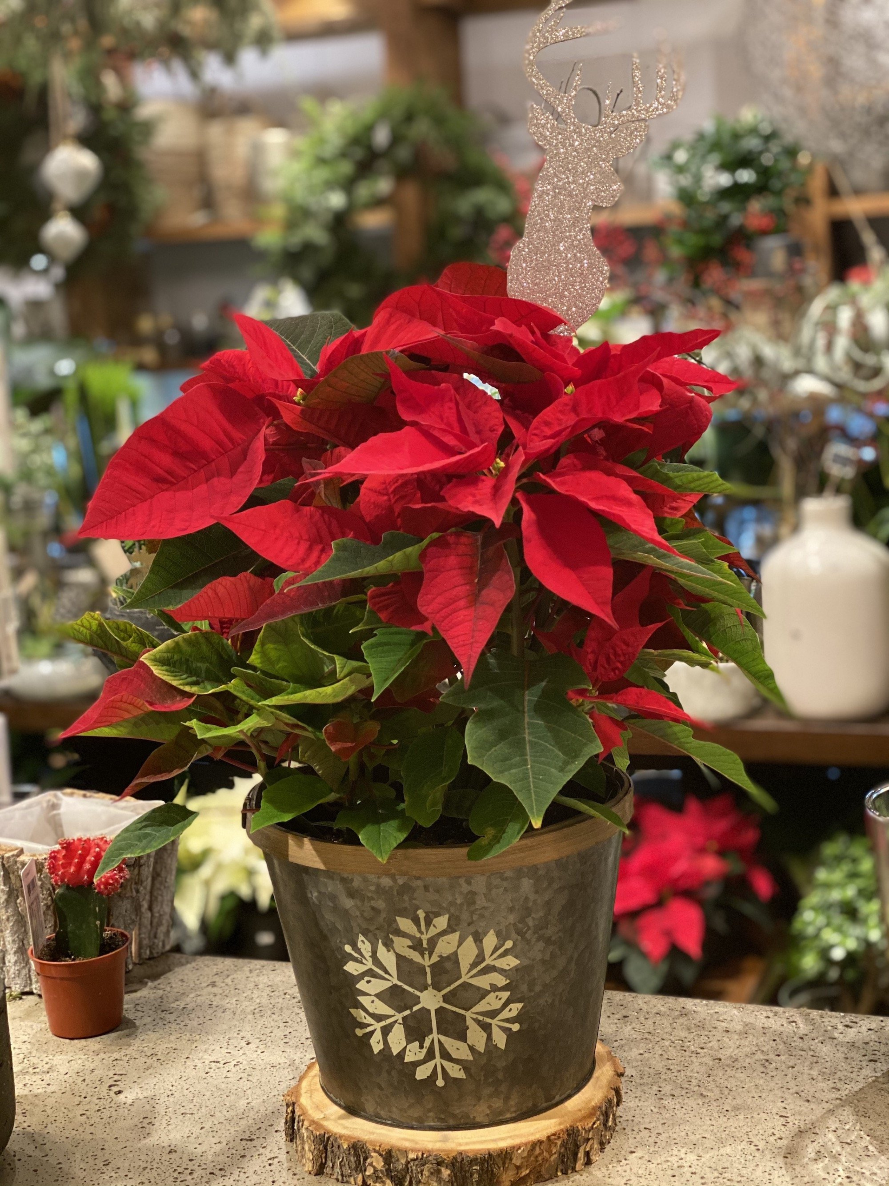 Poinsettias in snowflake pot