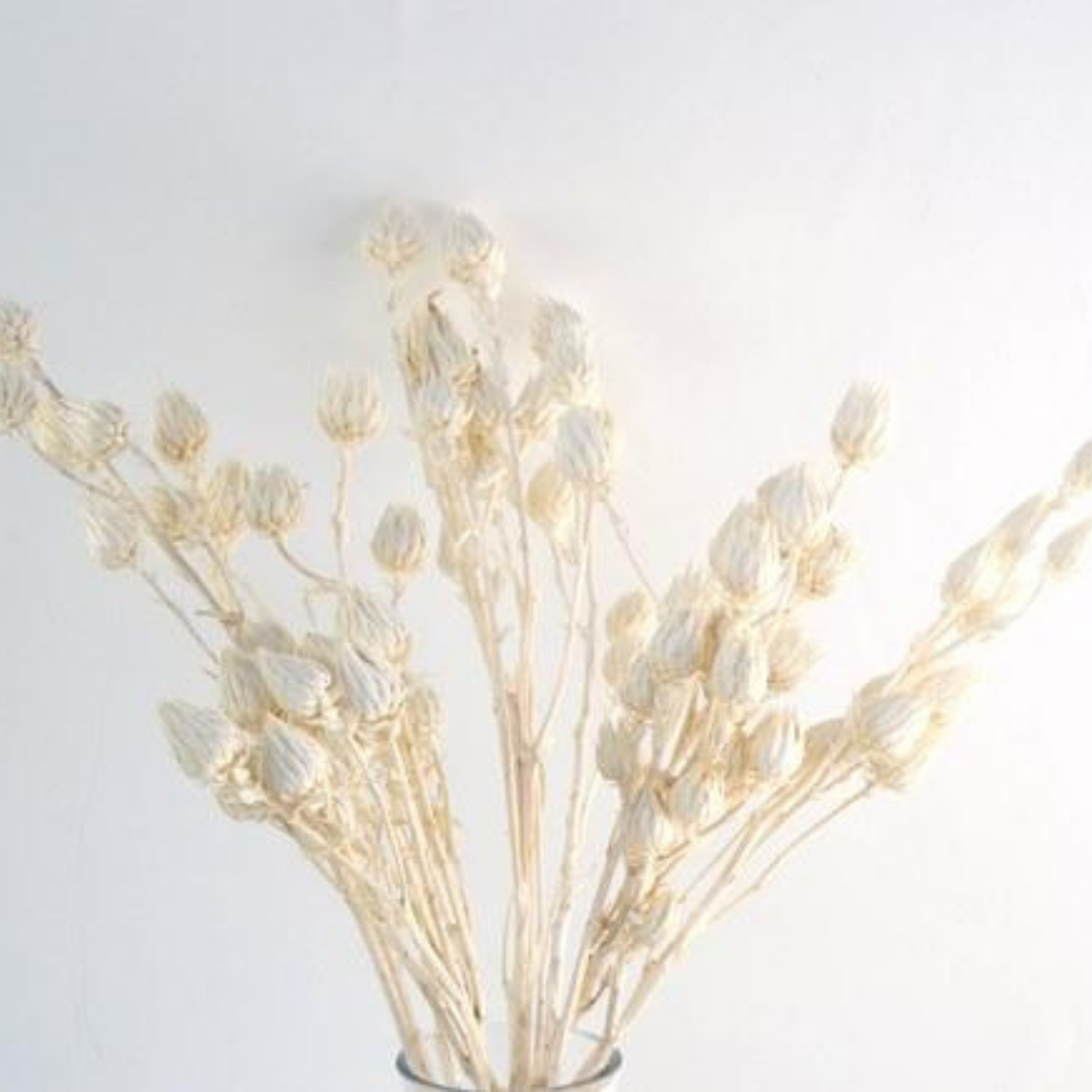 Berkheya bleached
