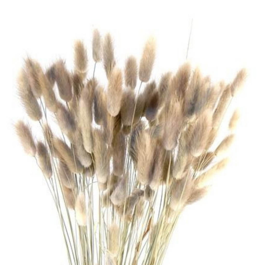 Bunny Tails Natural 16"