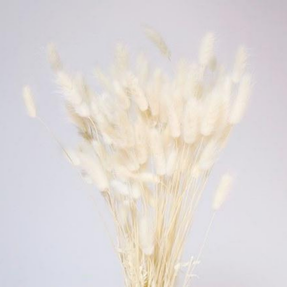 Bunny Tails white 16"