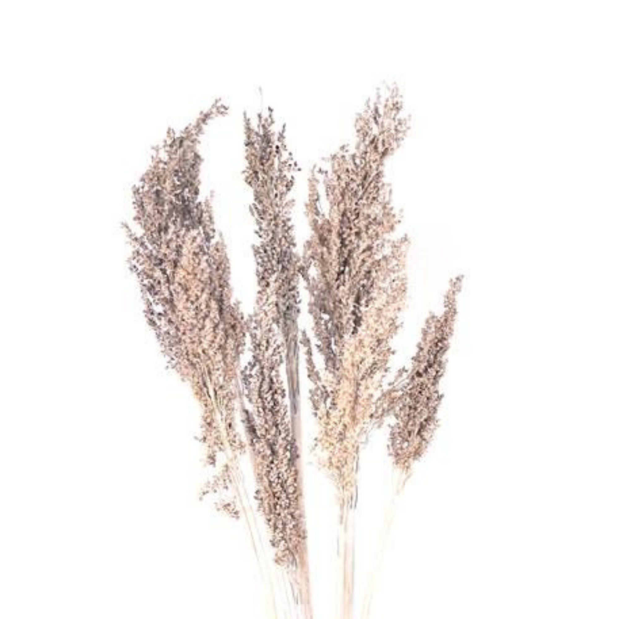 Wheat Berry Frosted White 22"