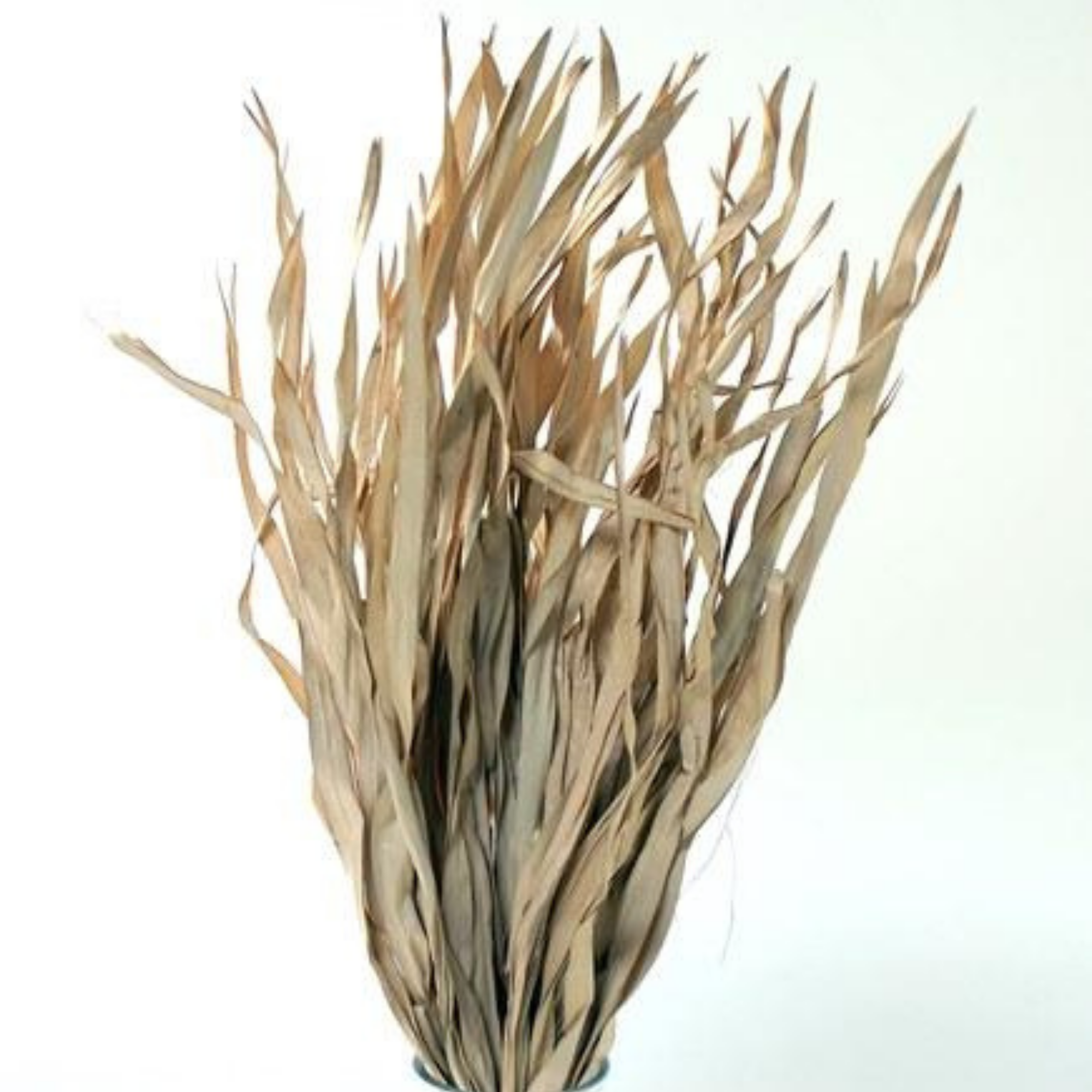 Fire Grass