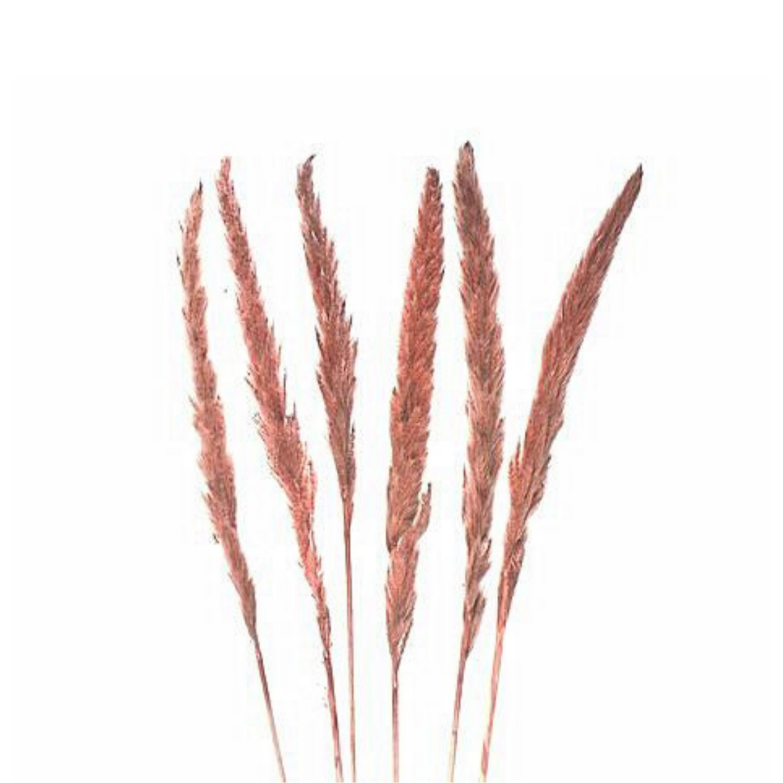 Mini Pampas grass dark rose