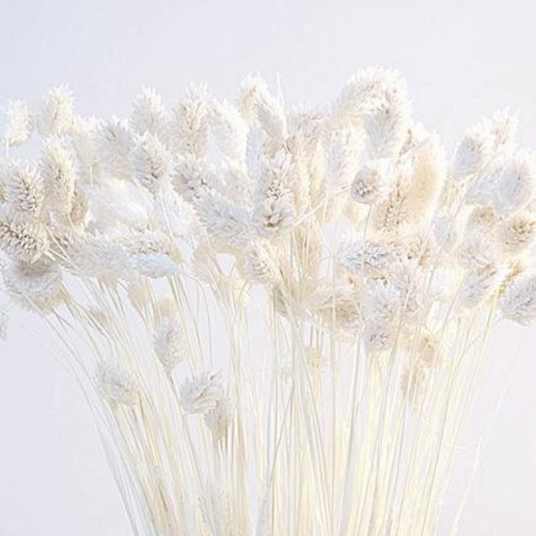 Phalaris Bleached 26"