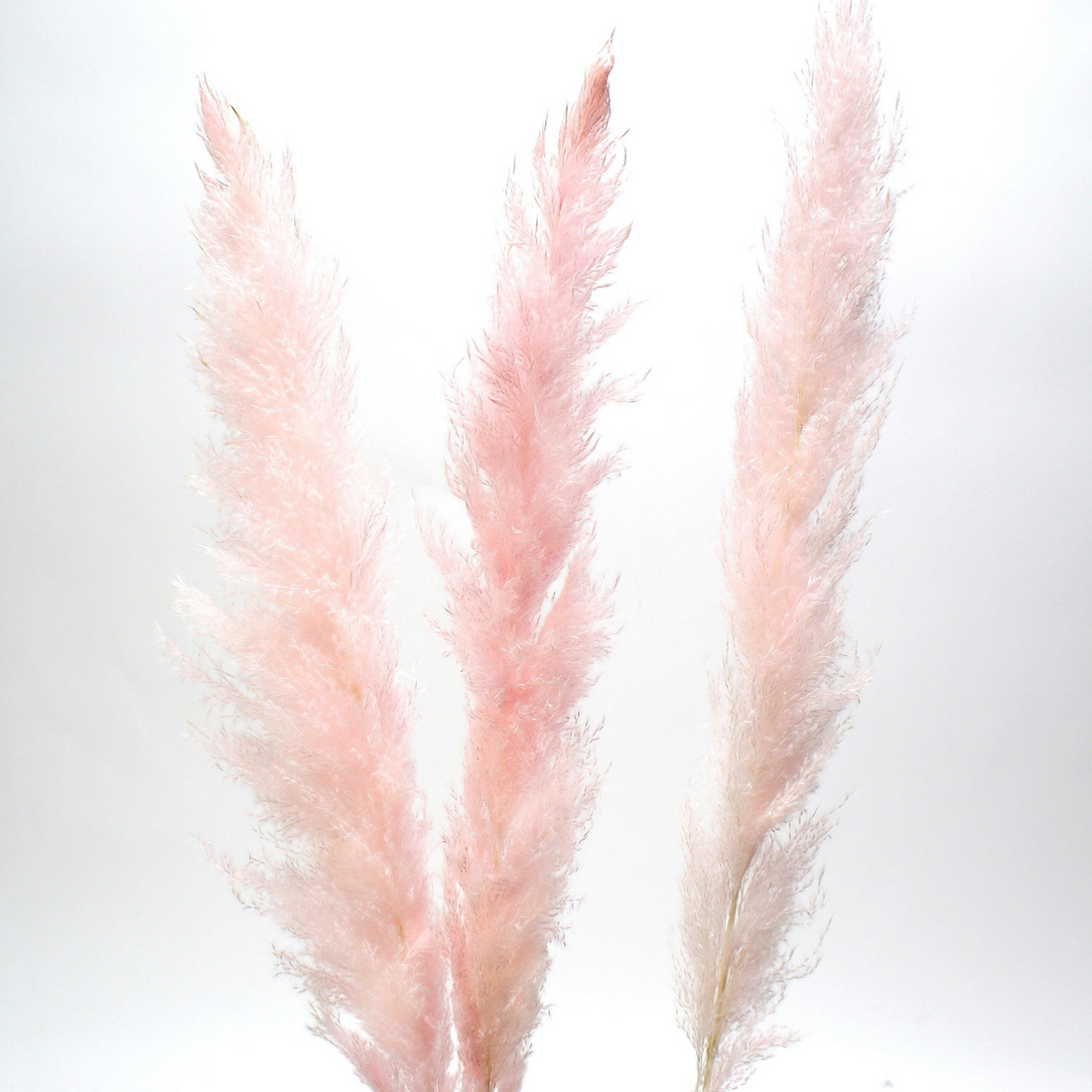 Pampas Grass Pink