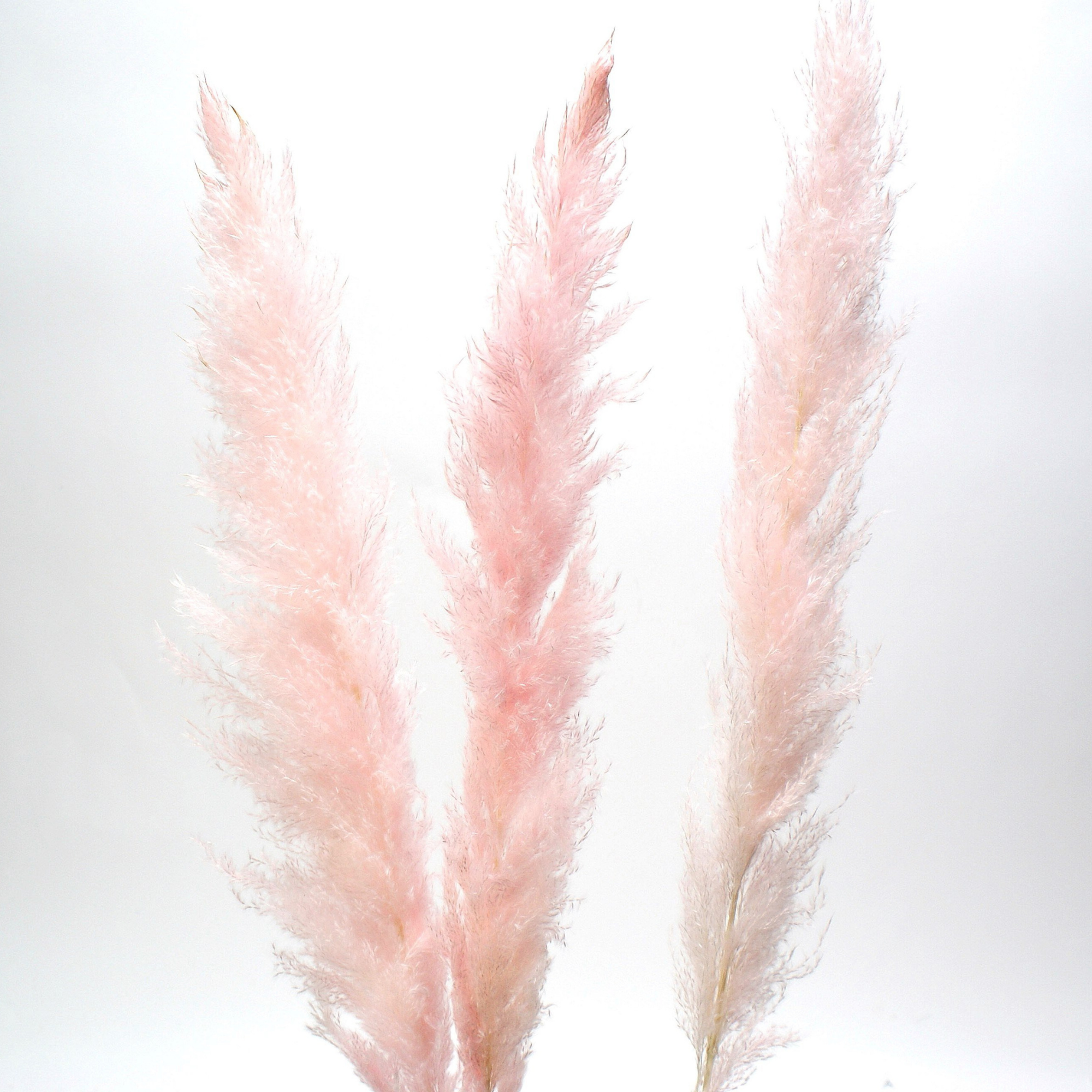 Pampas Grass Pink